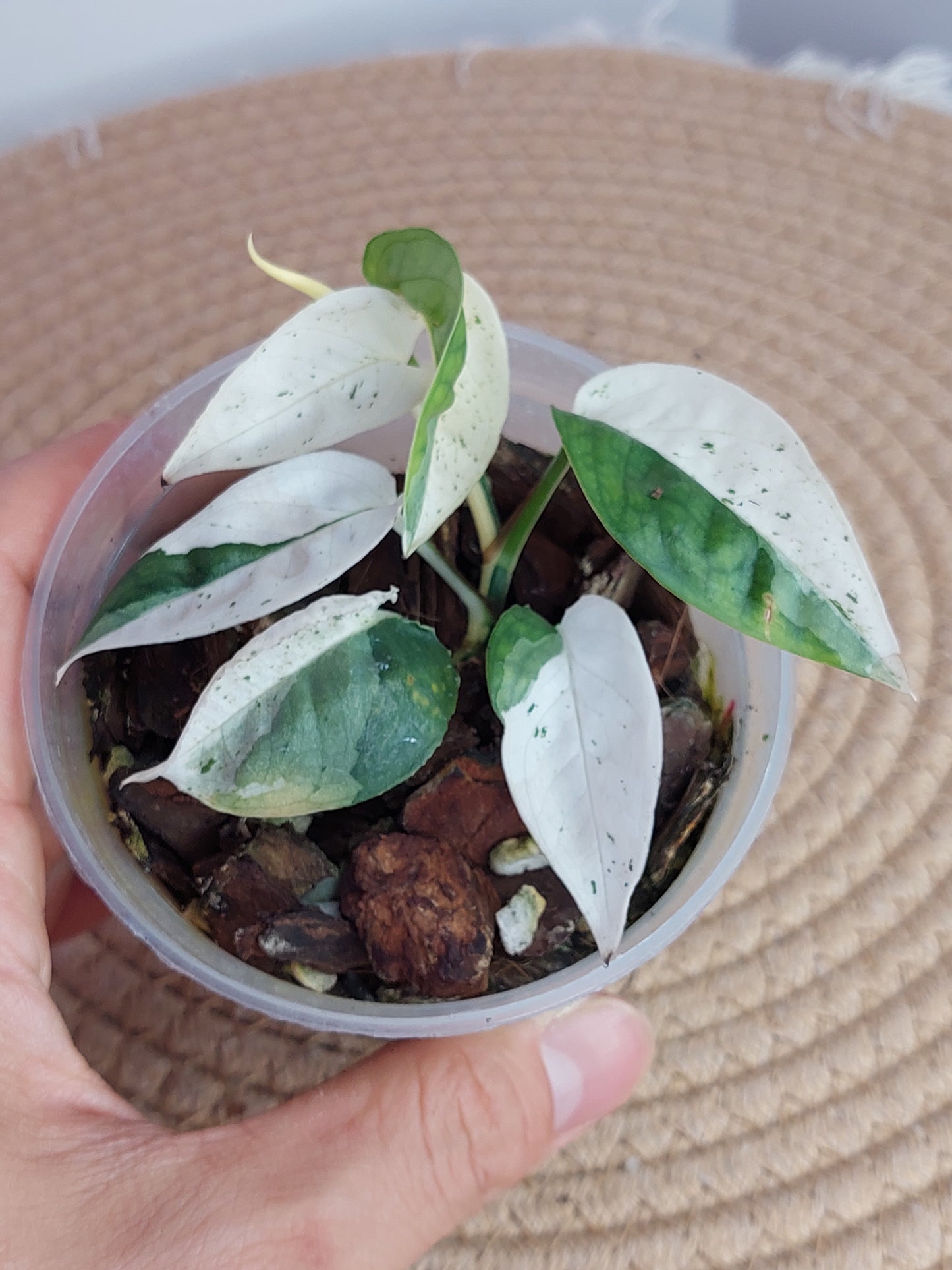Epipremnum Pinnatum Marble _ 1