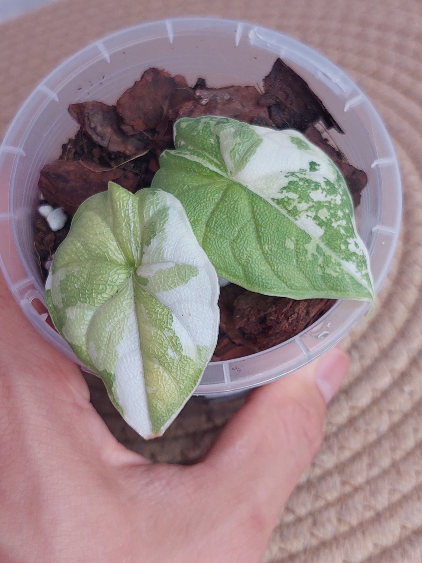 Alocasia Melo Variegated 1