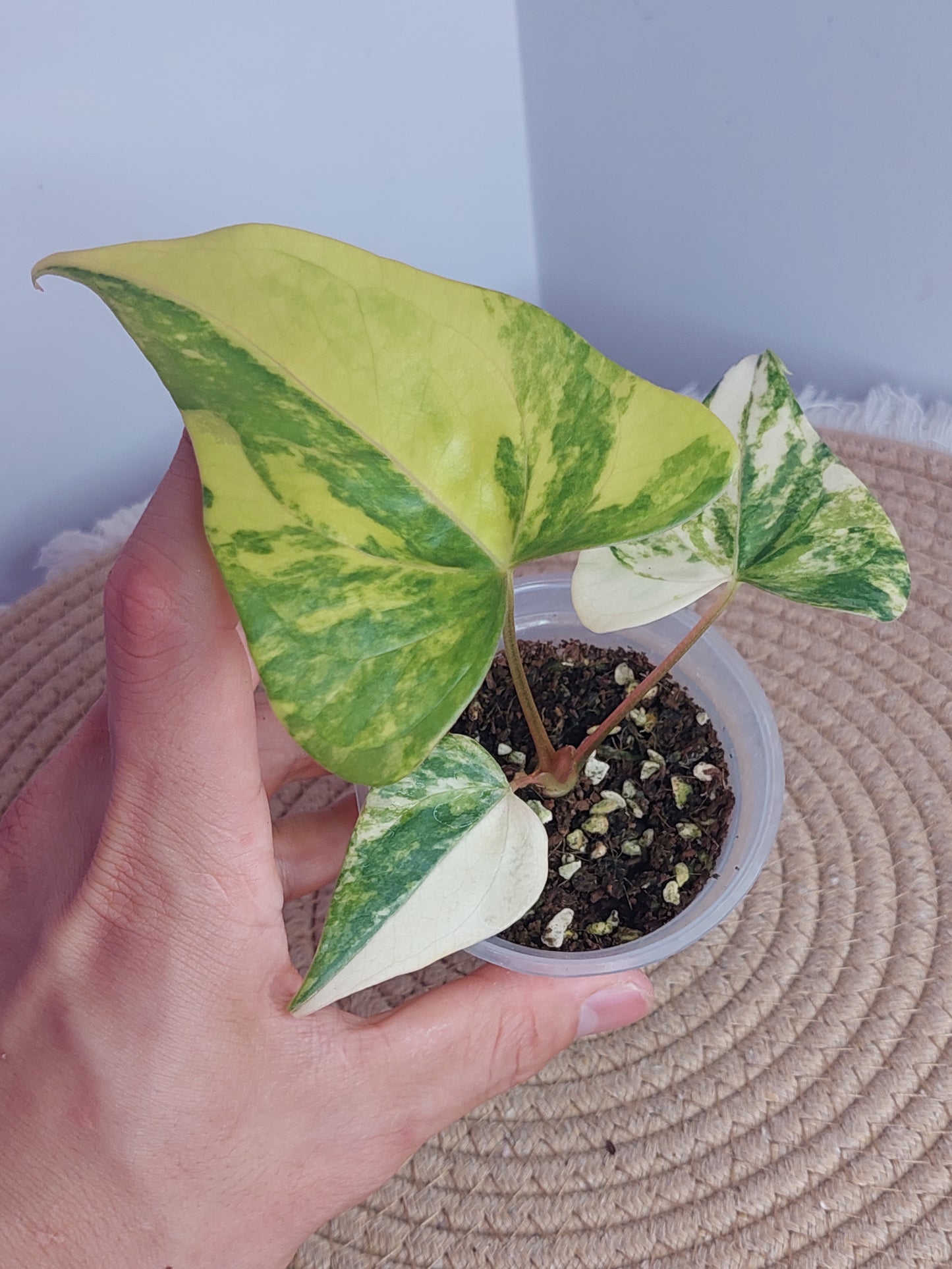 Anthurium Pterodactyl Variegated 1