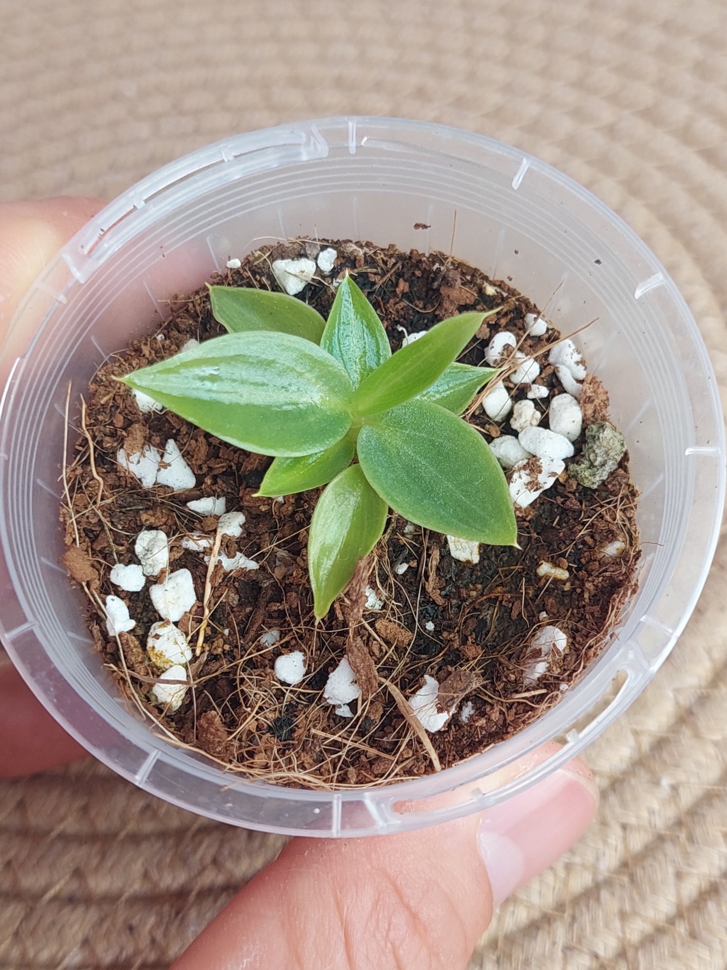 Philodendron Spiritus Sancti 2