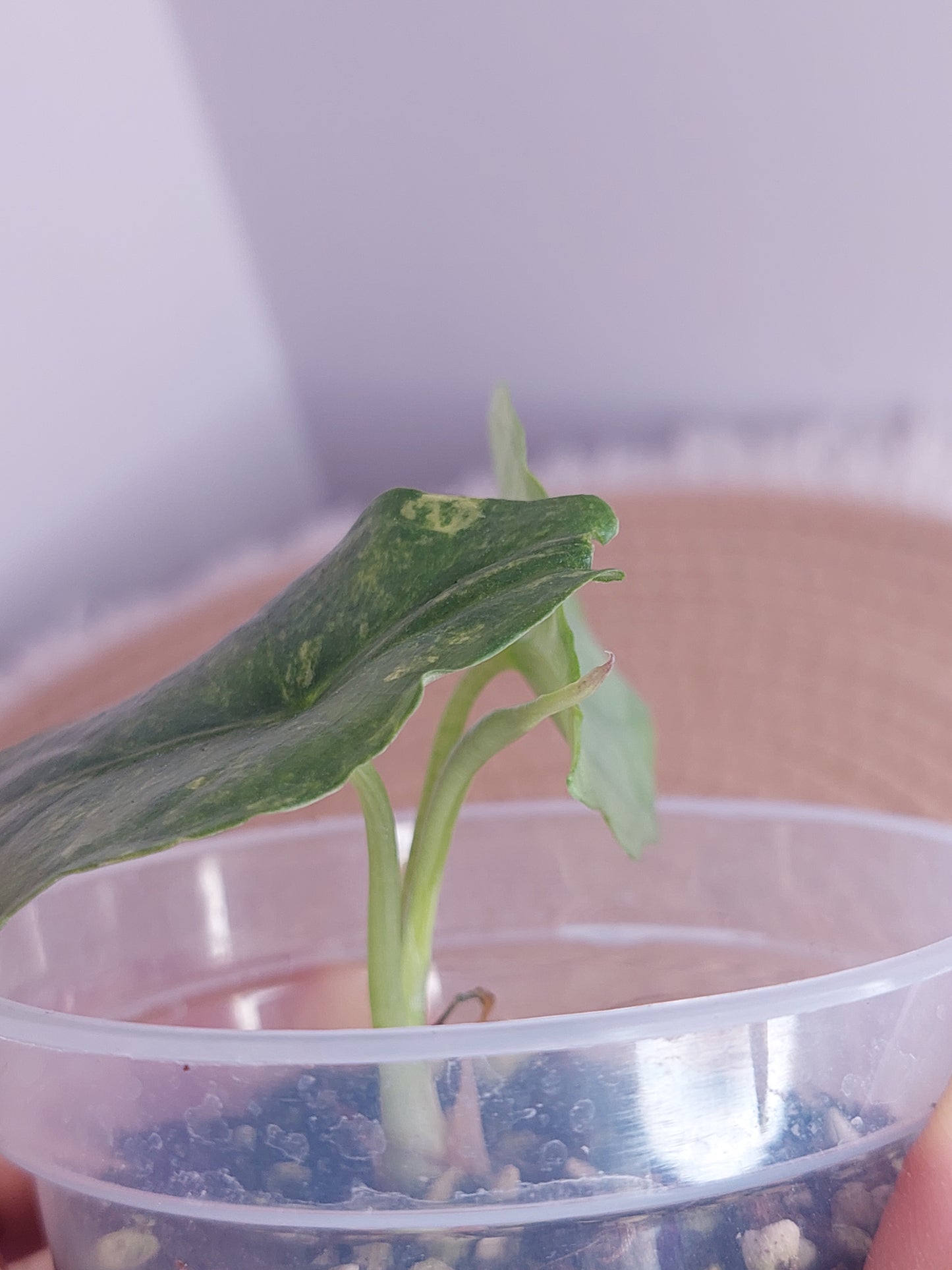 Alocasia Dragon Breath Variegated 1