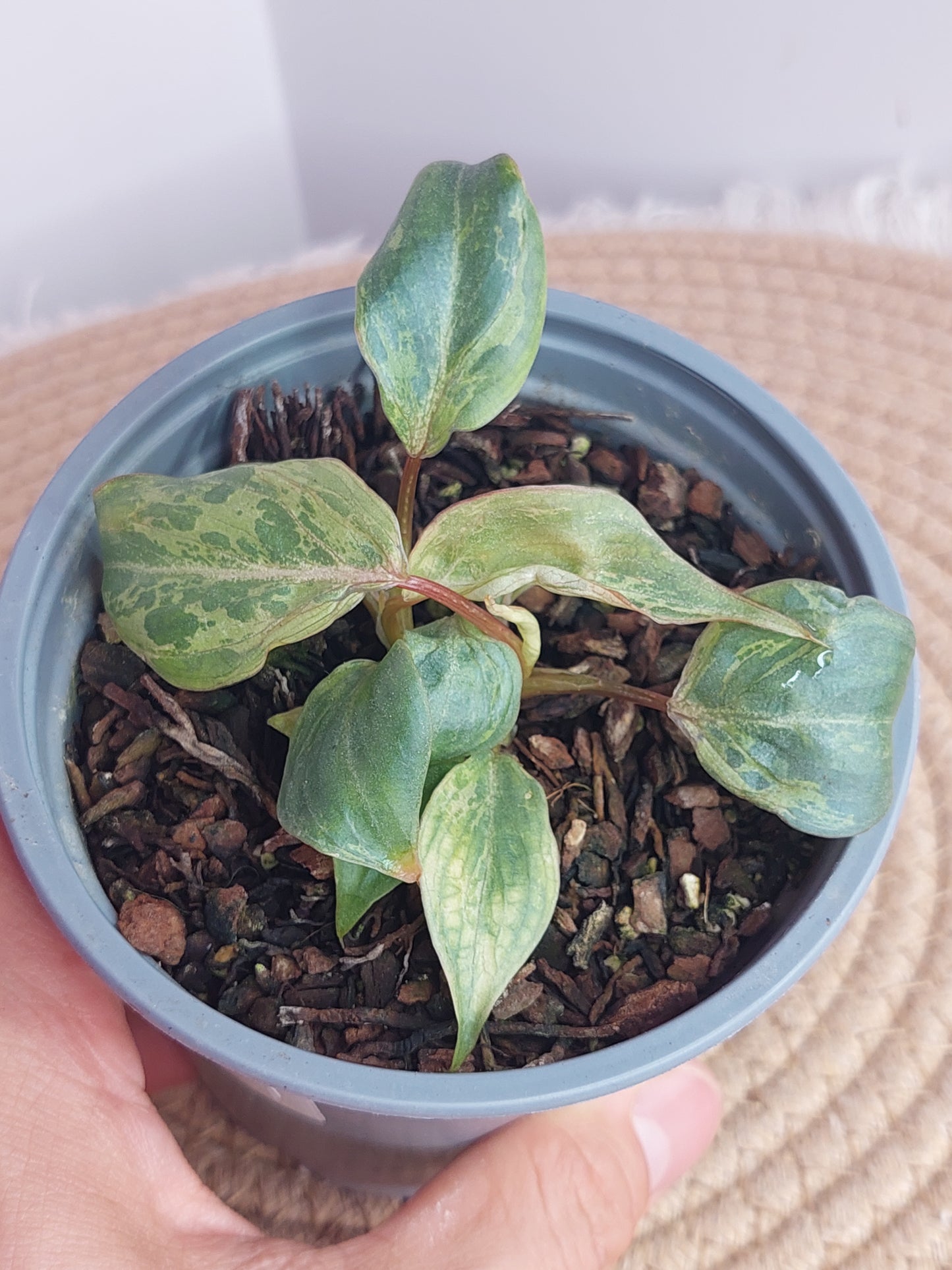 Philodendron Gloriosum Snow Leopard Variegated 1