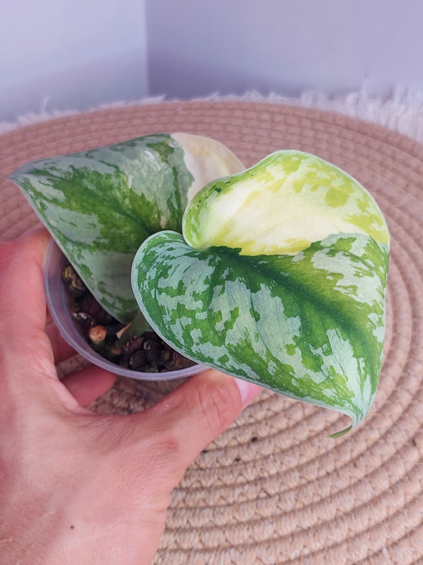 Scindapsus Exotica Variegated 3