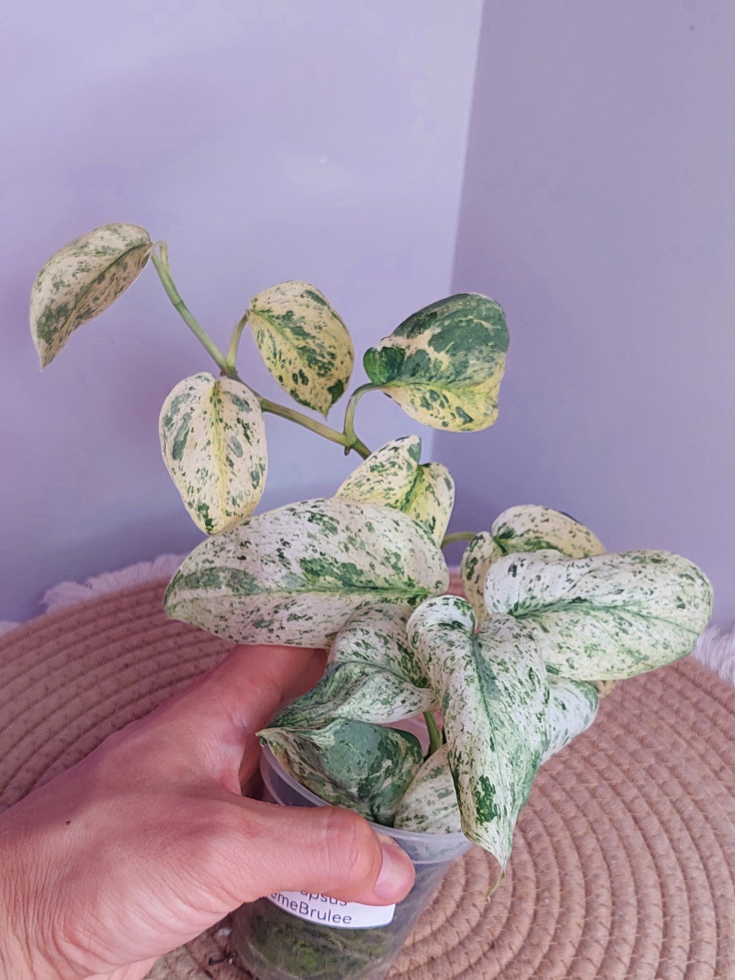 Scindapsus Creme Brulee Variegated 1