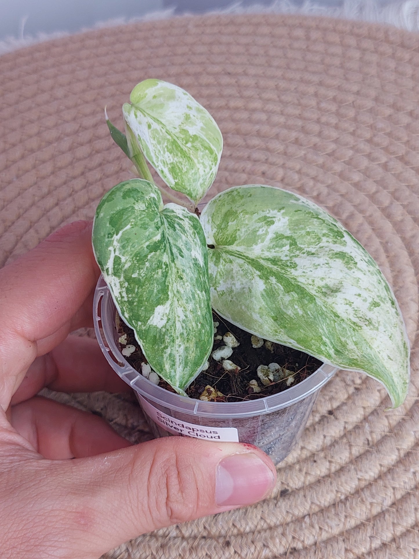 Scindapsus Silver Cloud Variegated 2