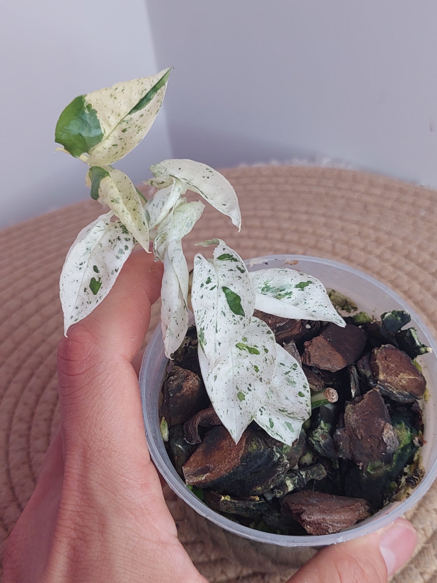 Epipremnum Pinnatum Marble 1