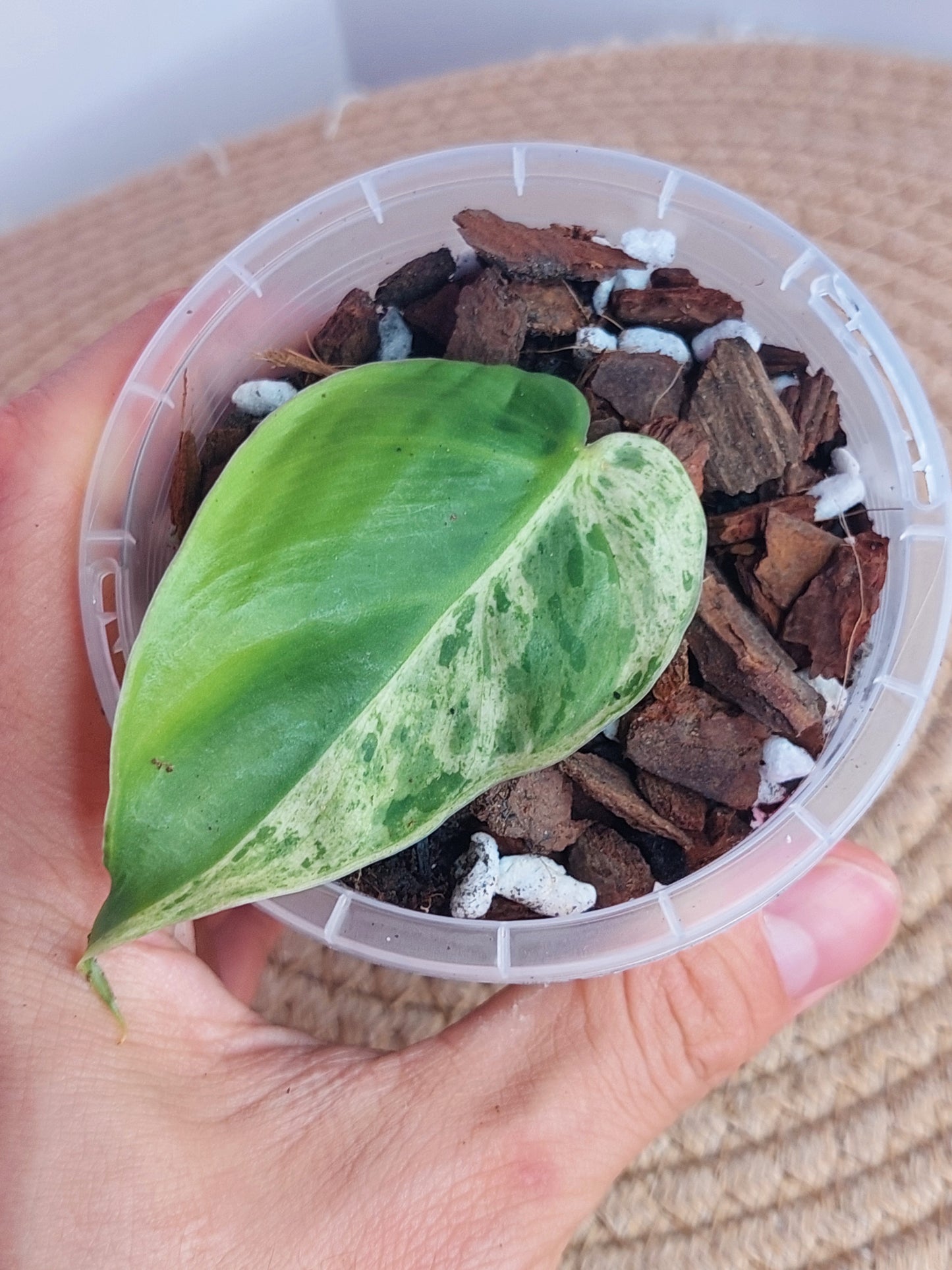Philodendron Heartleaf Variegated 1