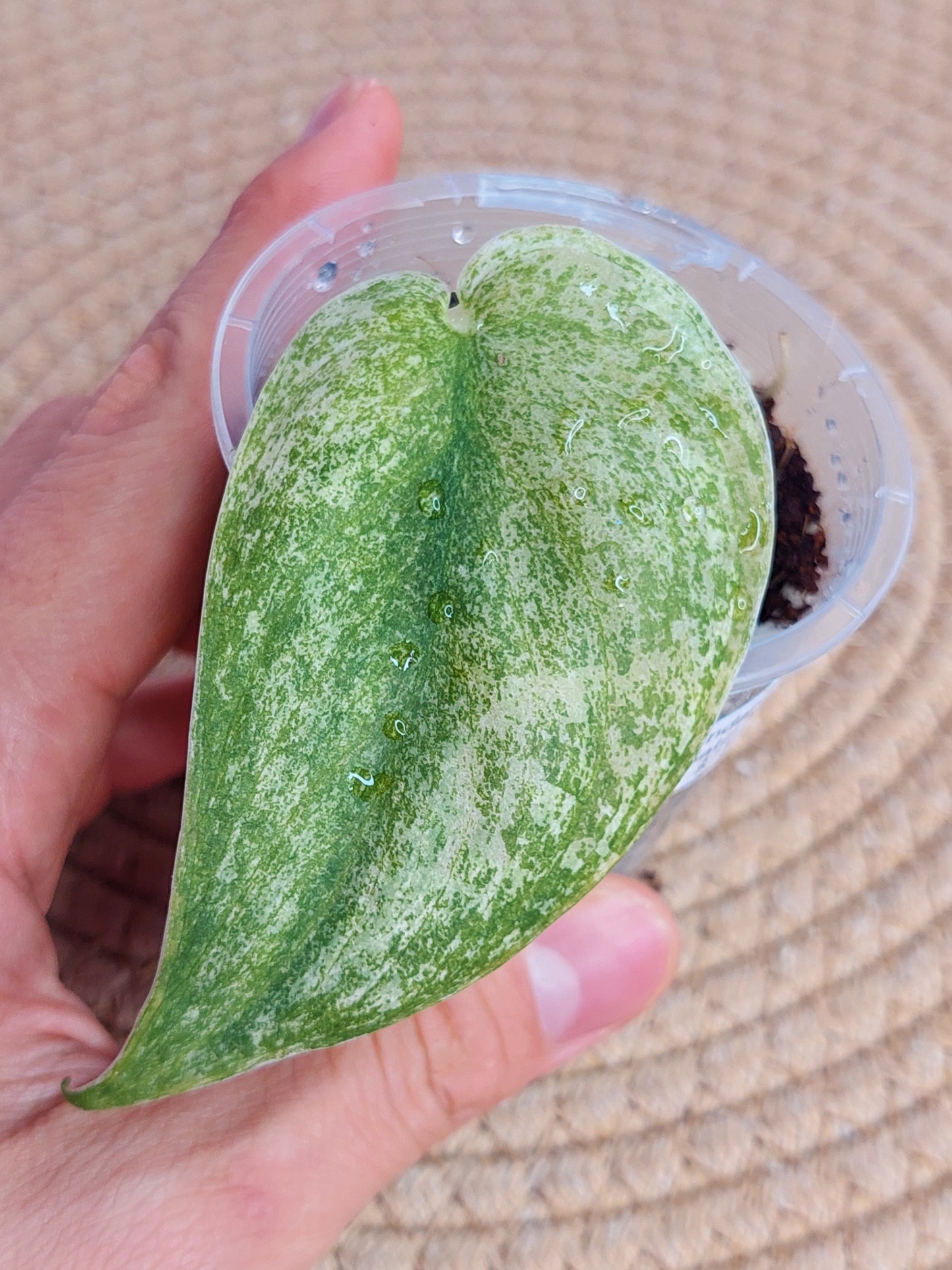 Scindapsus Jade Satin Marble - 3