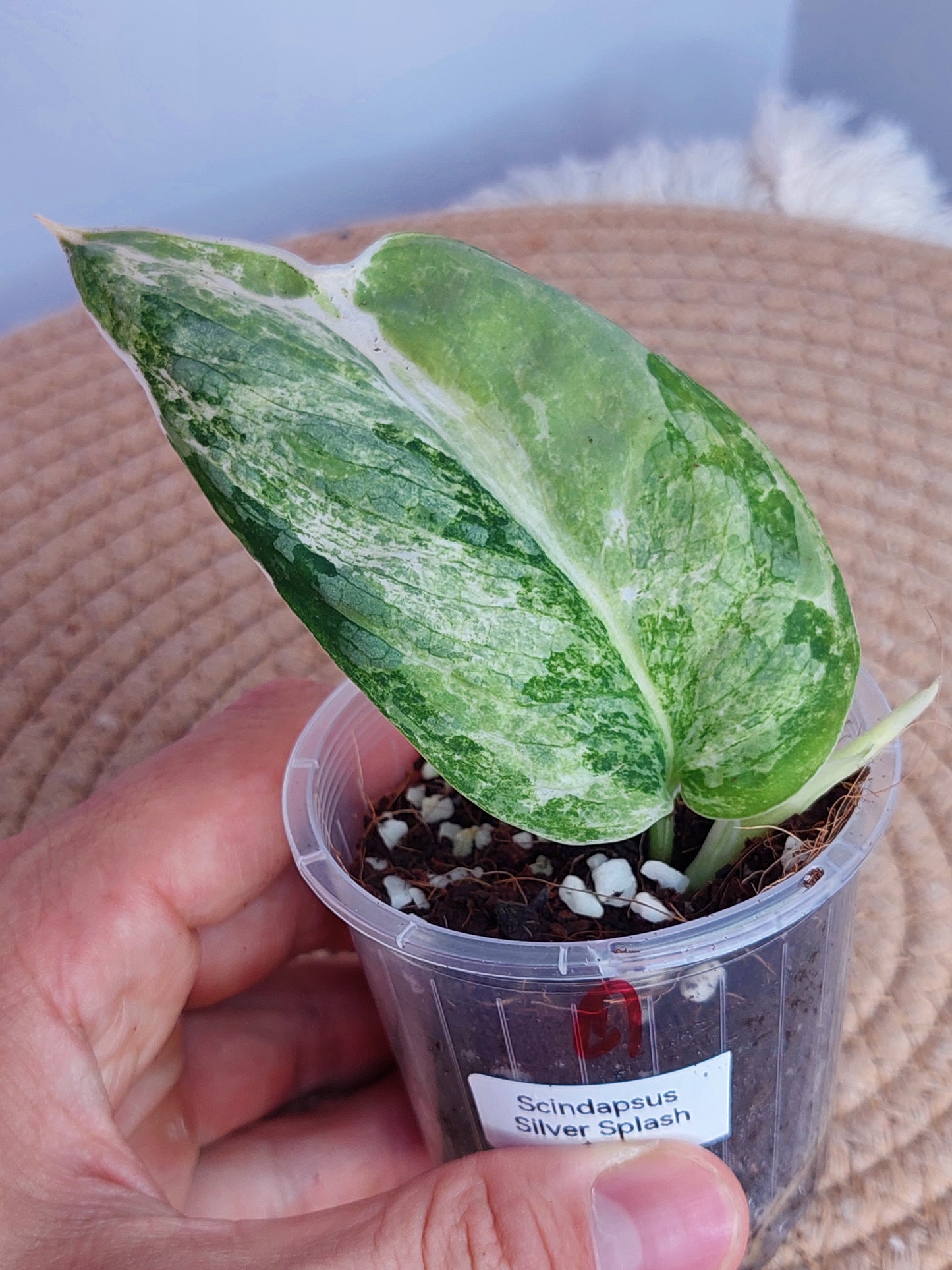 Scindapsus Silver Splash Variegated - 1