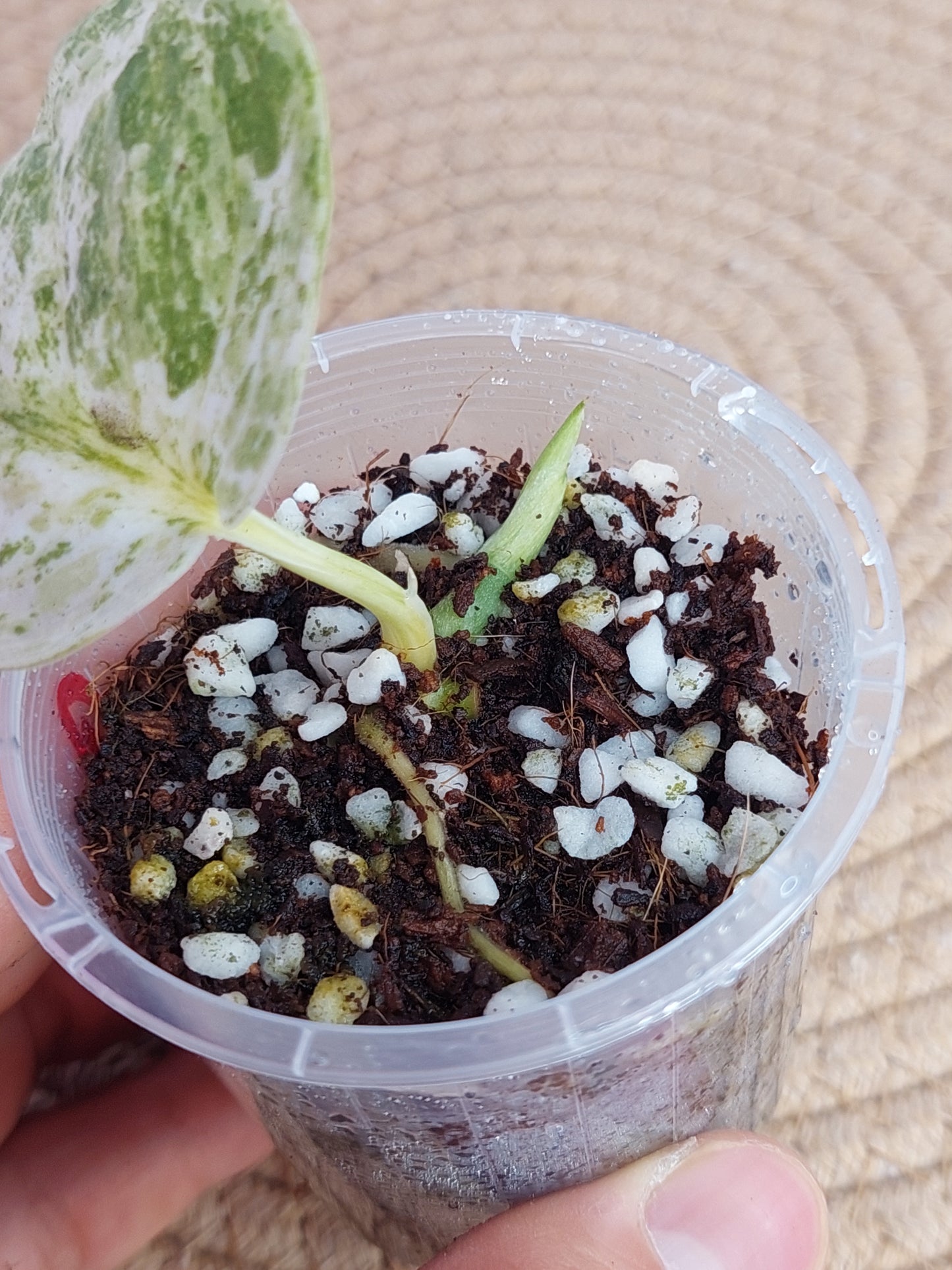 Scindapsus Silver Cloud Variegated - 1