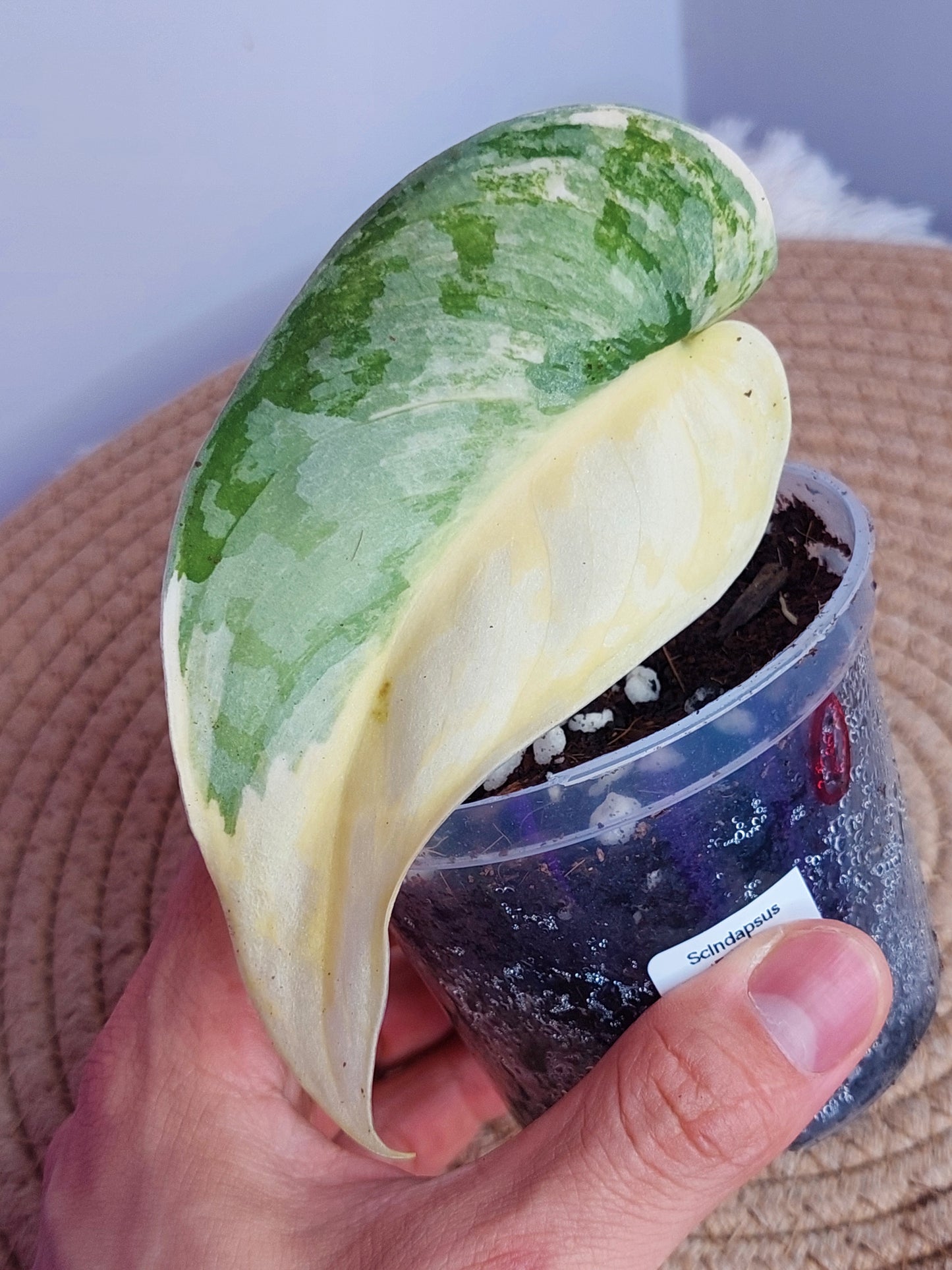 Scindapsus Exotica Variegated - 1