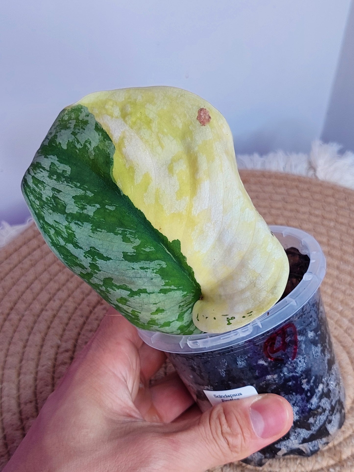 Scindapsus Exotica Variegated - 4