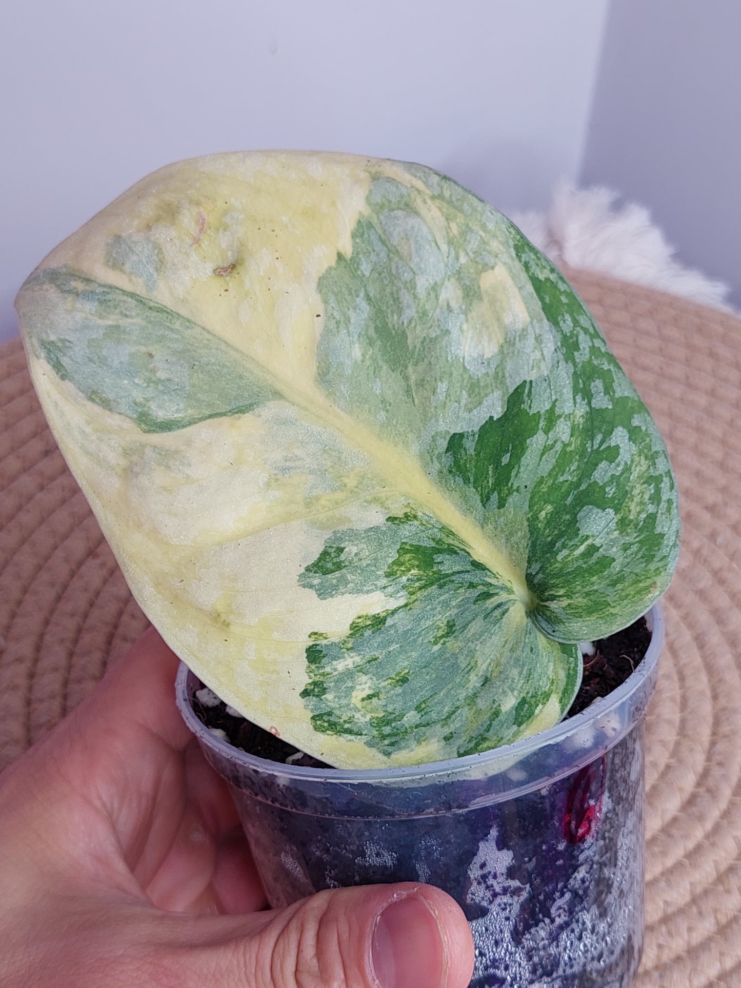 Scindapsus Exotica Variegated - 6