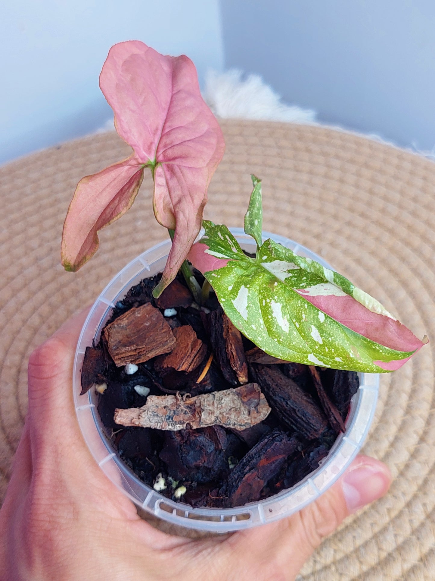 Syngonium Red Spot Tricolour - 1