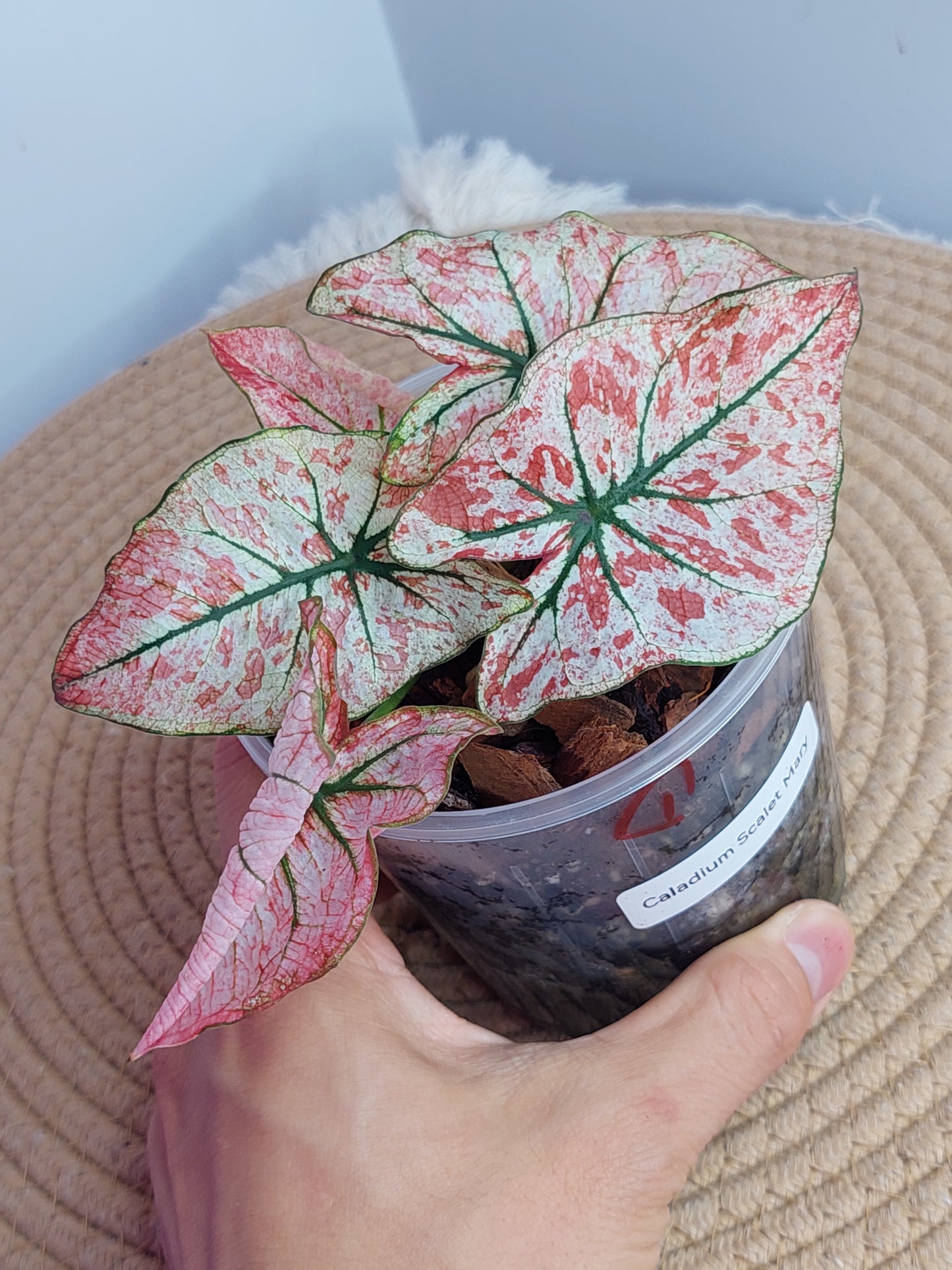 Caladium Scarlet Mary - 1