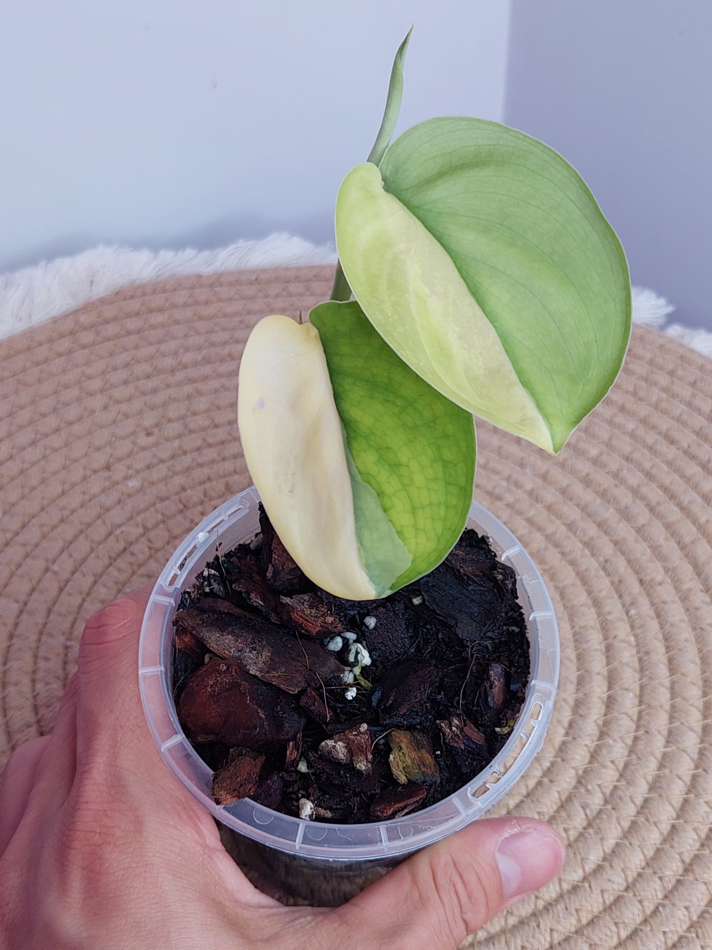 Scindapsus Jade Satin Variegated #C