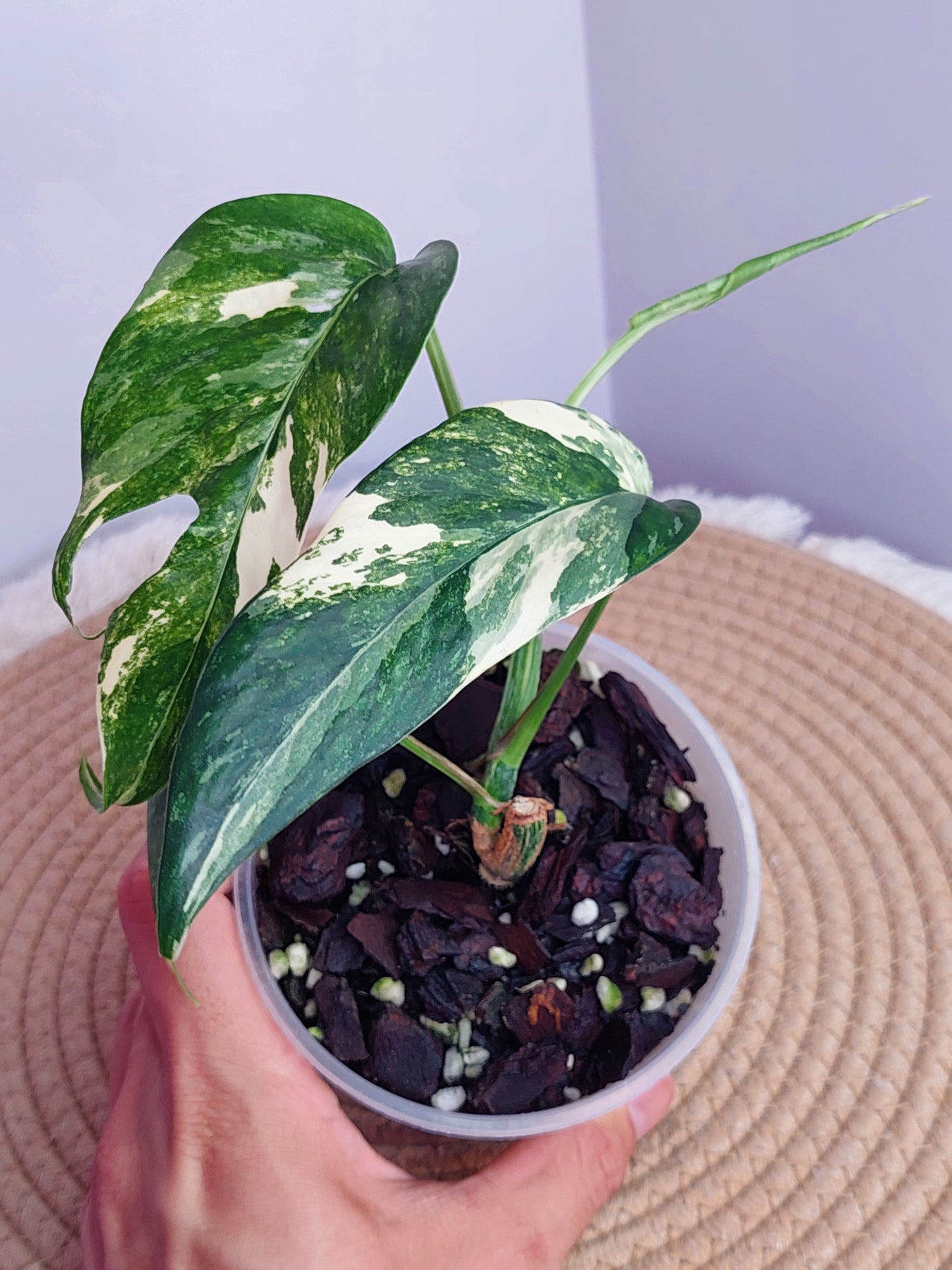 Epipremnum Pinnatum Albo #A