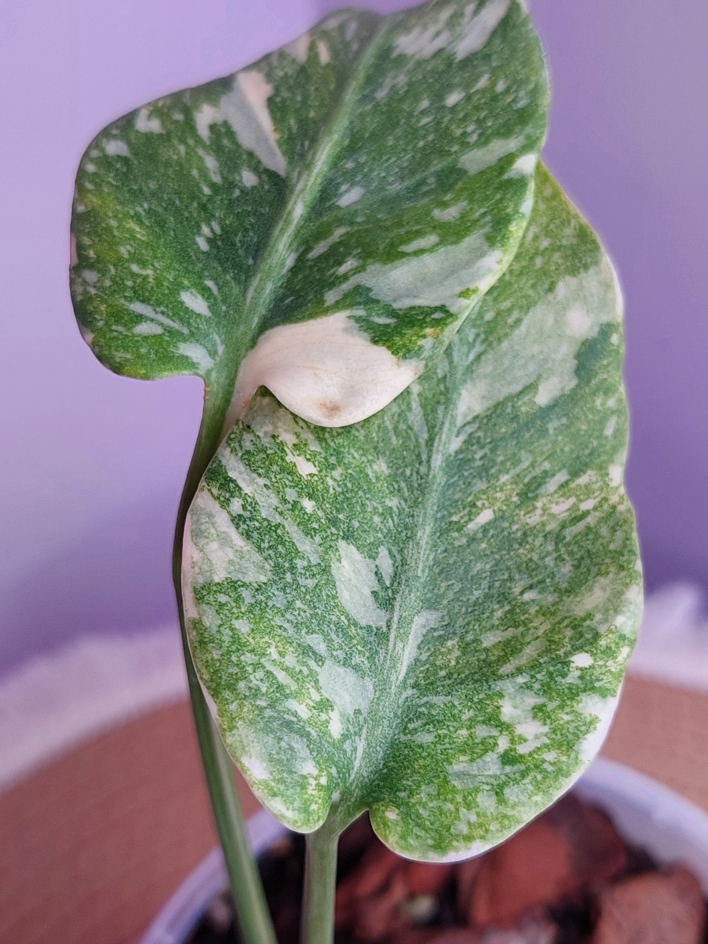 Monstera Thai Constellation Mutation 1