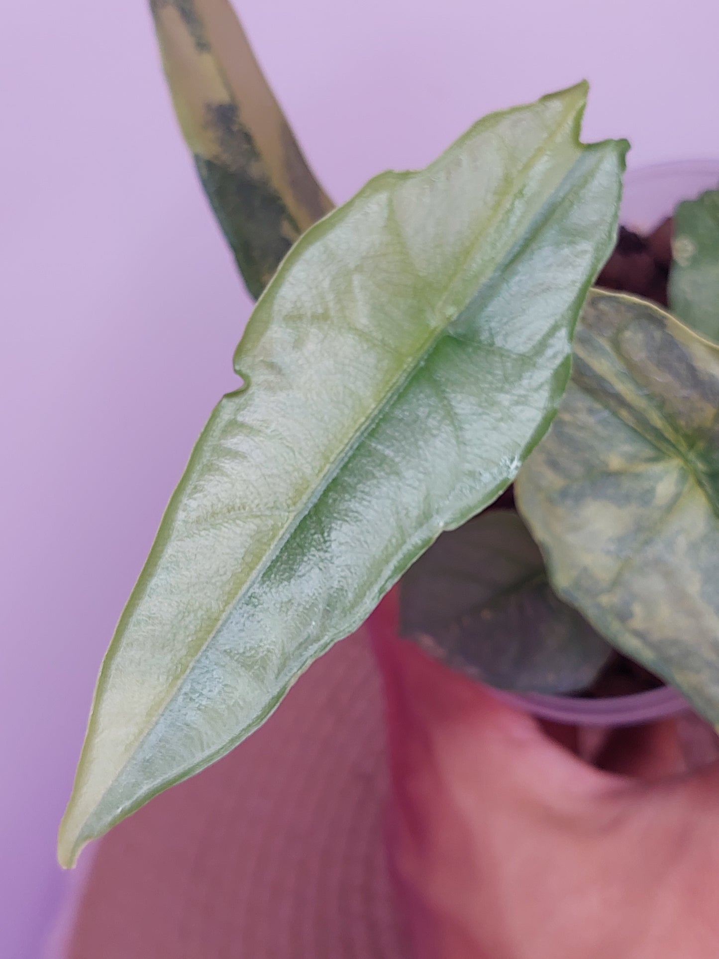 Alocasia Dragon Breath Variegated - 1