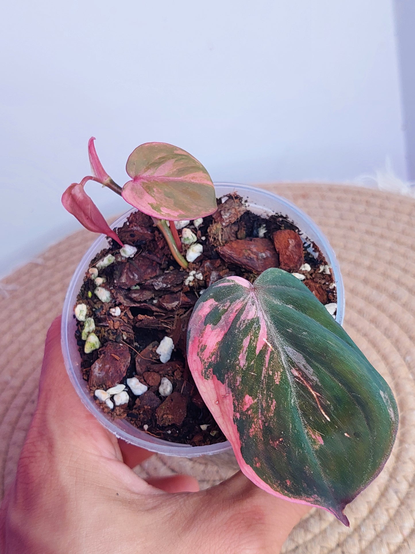 Philodendron Mican Variegated - 1