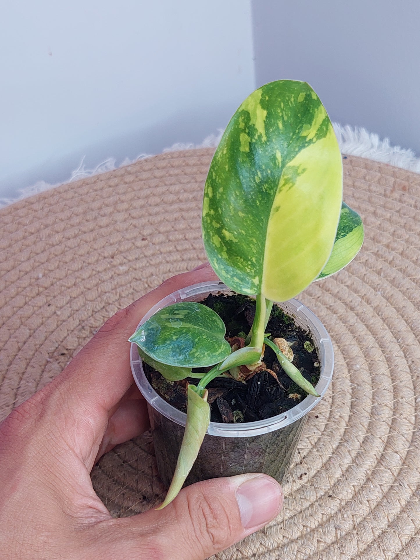 Philodendron Nuclear Congo #A