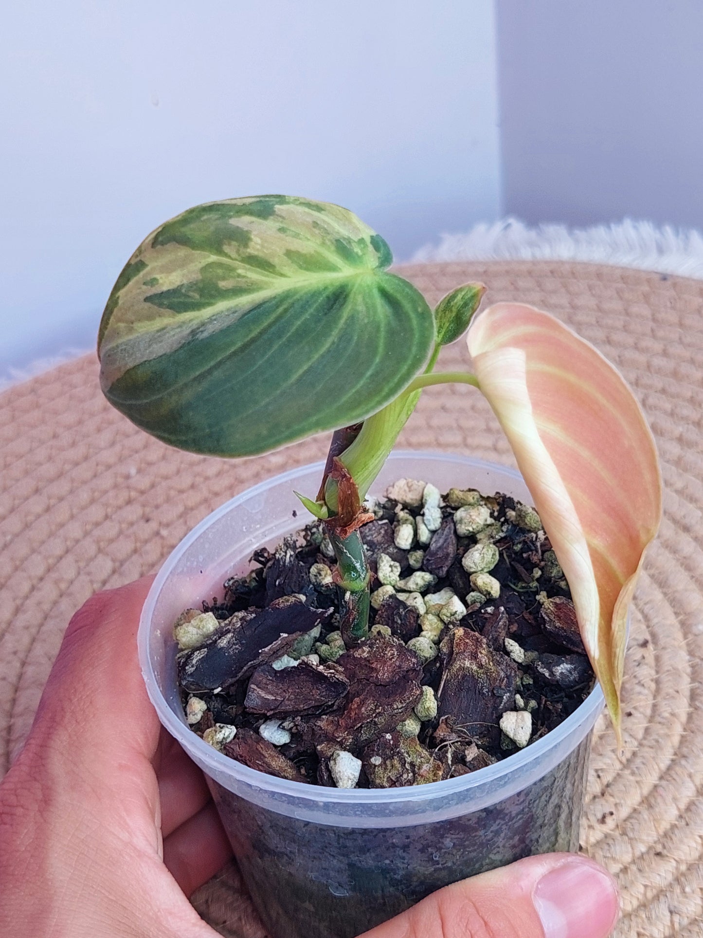Philodendron Melanochrysum Variegated #A