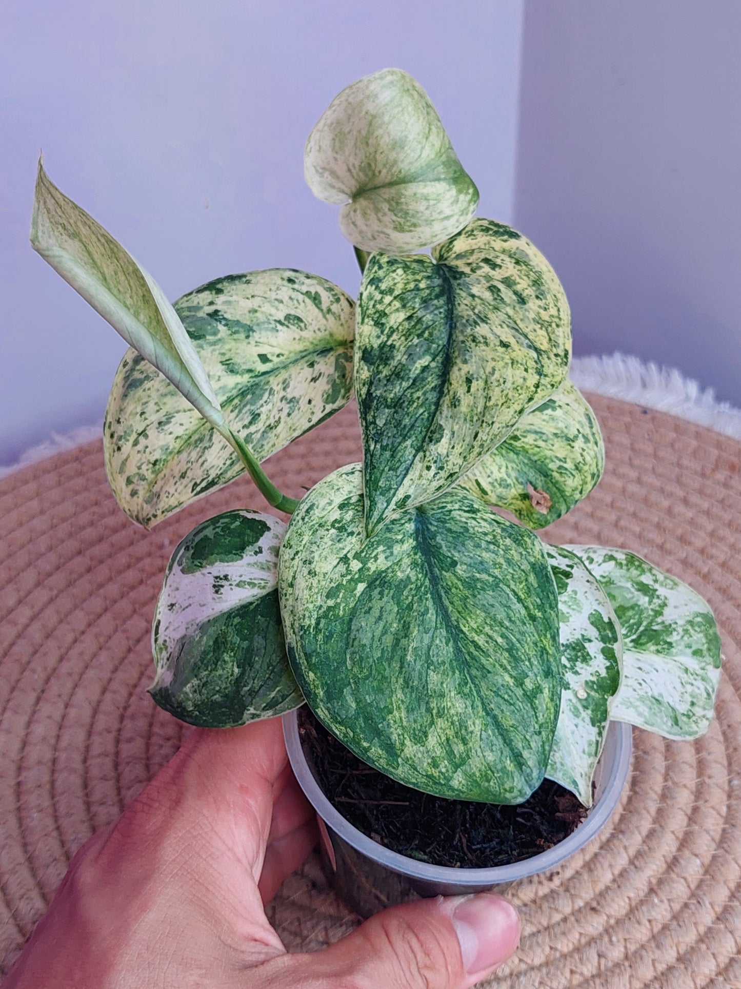 Scindapsus Silver Cloud Variegated #A