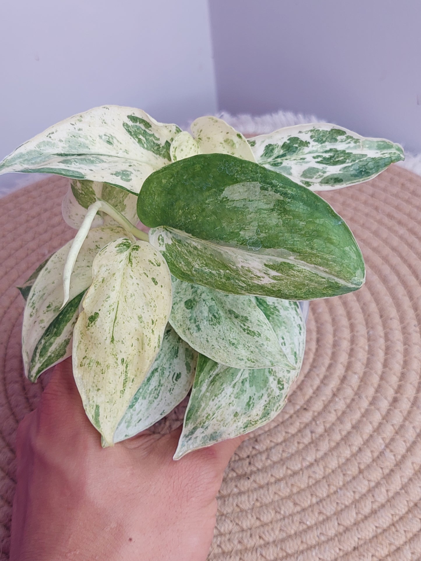 Scindapsus Silver Splash Variegated #A