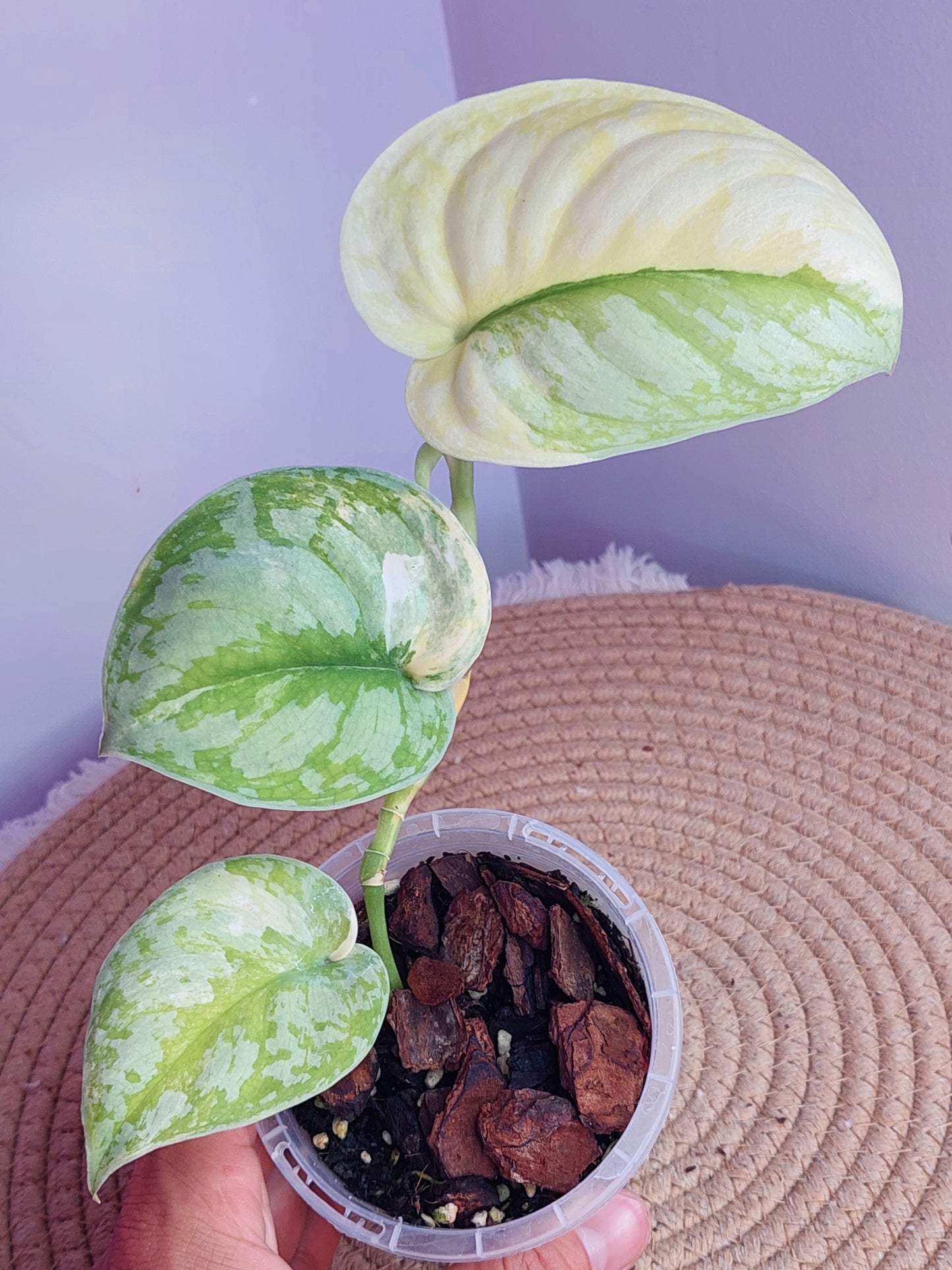 Scindapsus Exotica Variegated #C
