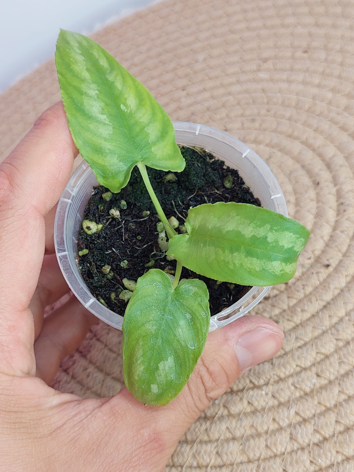 Schismatoglottis Wallichii #A