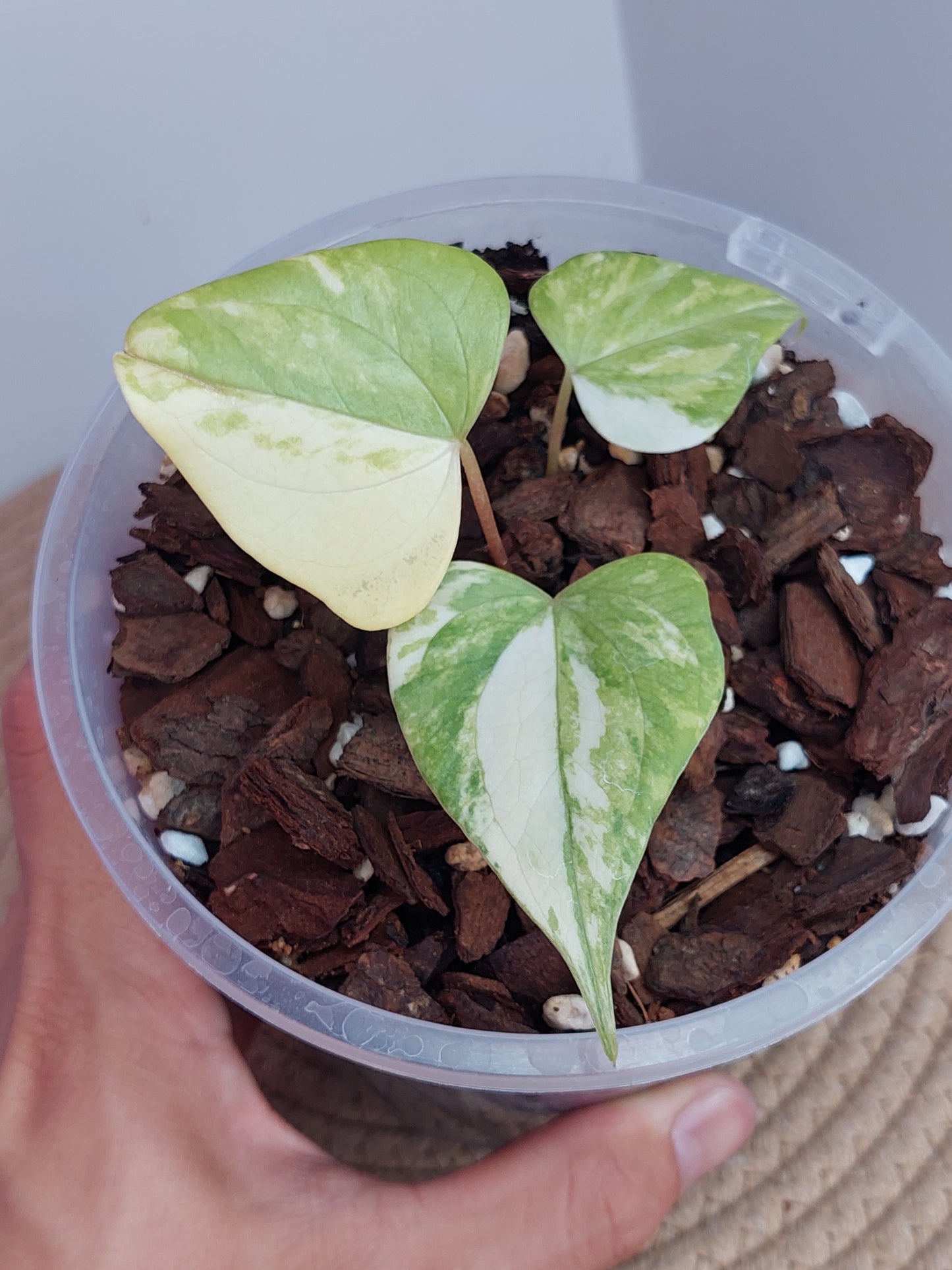 Anthurium Pterodactyl Variegated #1