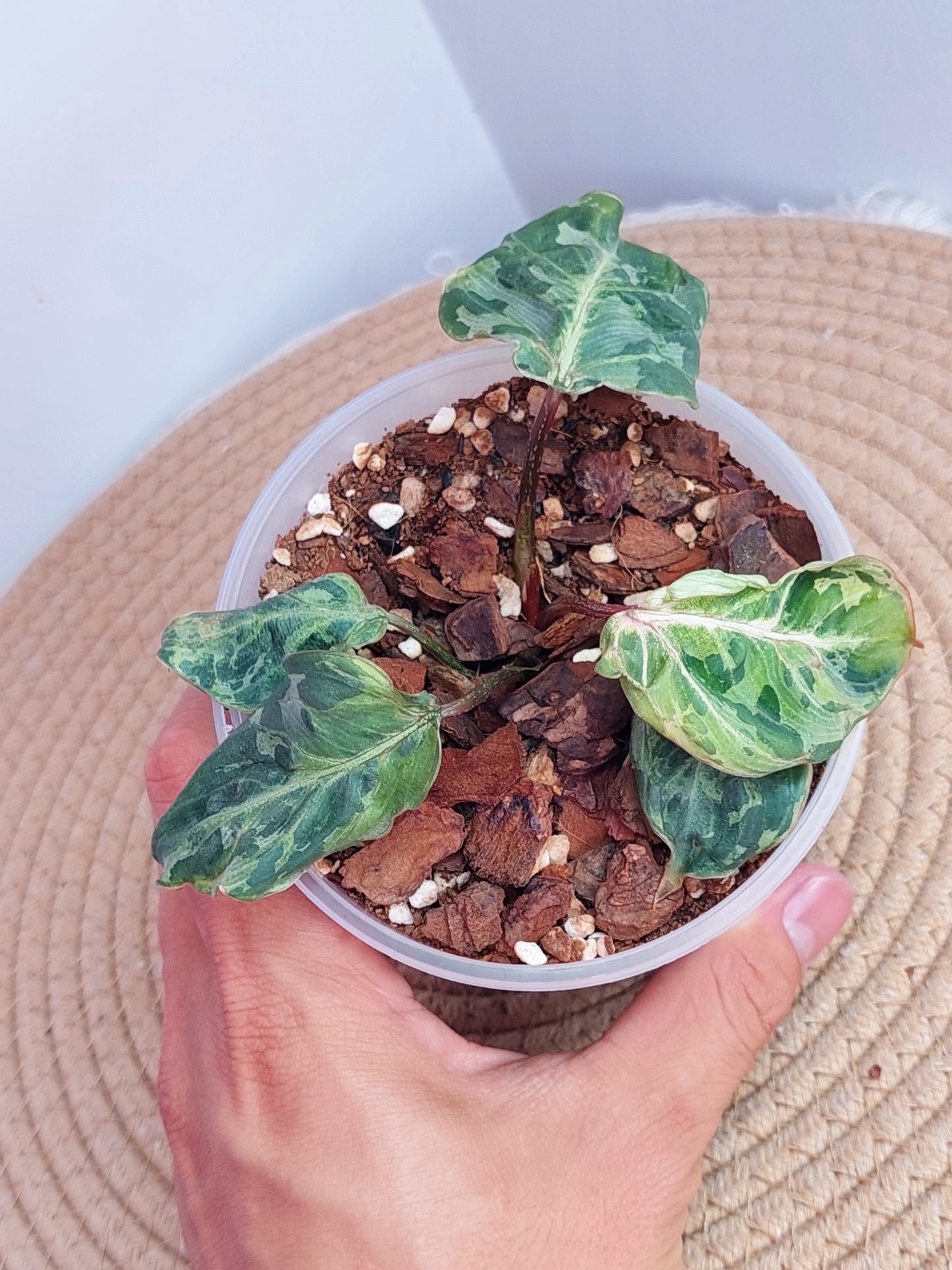 Philodendron Gloriosum Snow Leopard Variegated #1