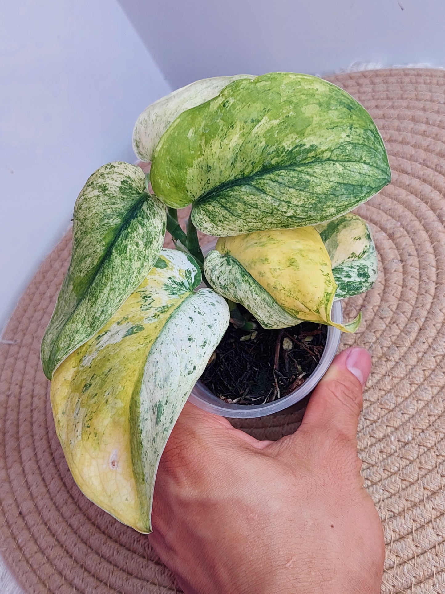 Scindapsus Creme Brulee Variegated #1