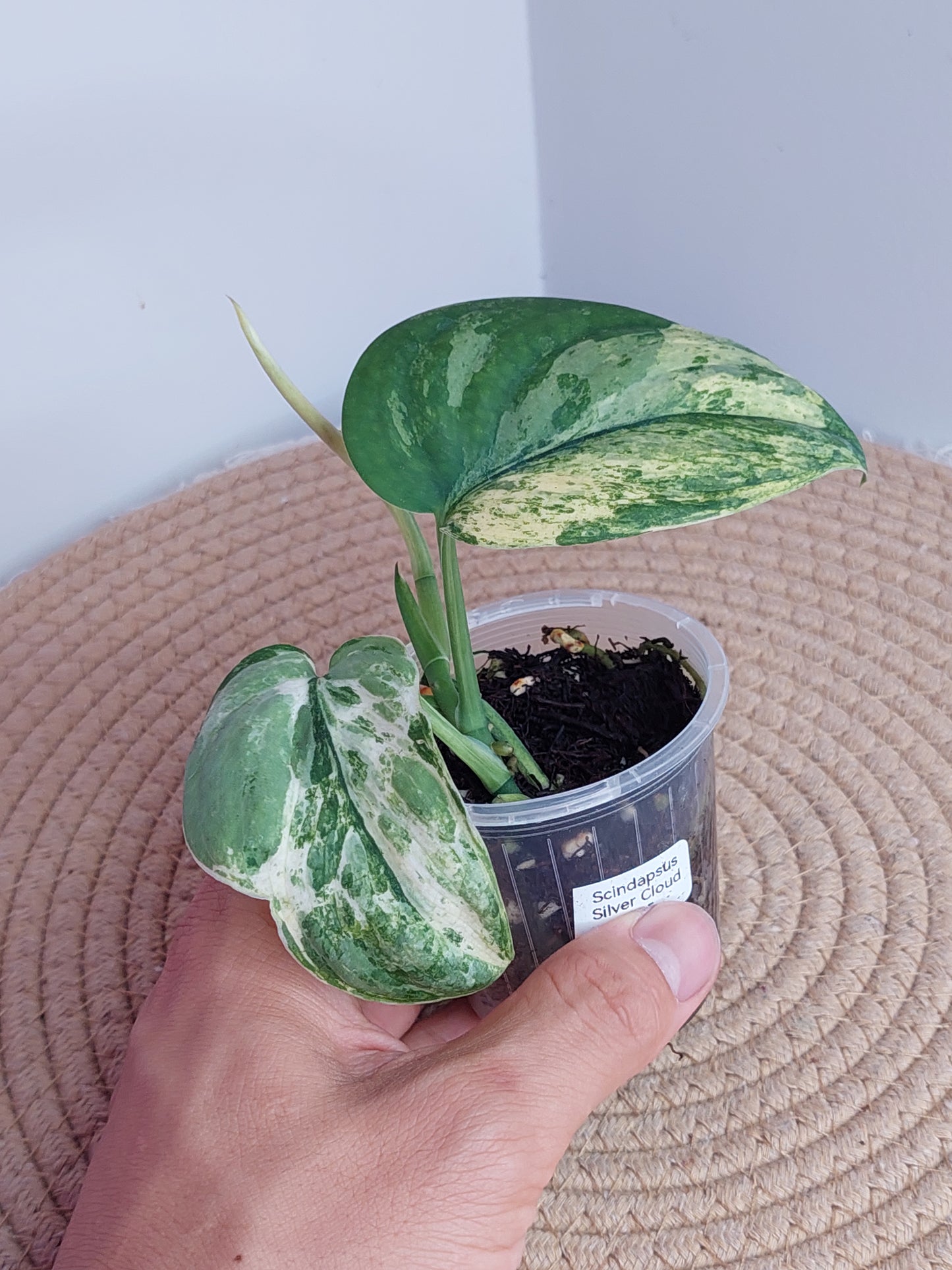 Scindapsus Silver Cloud Variegated #1