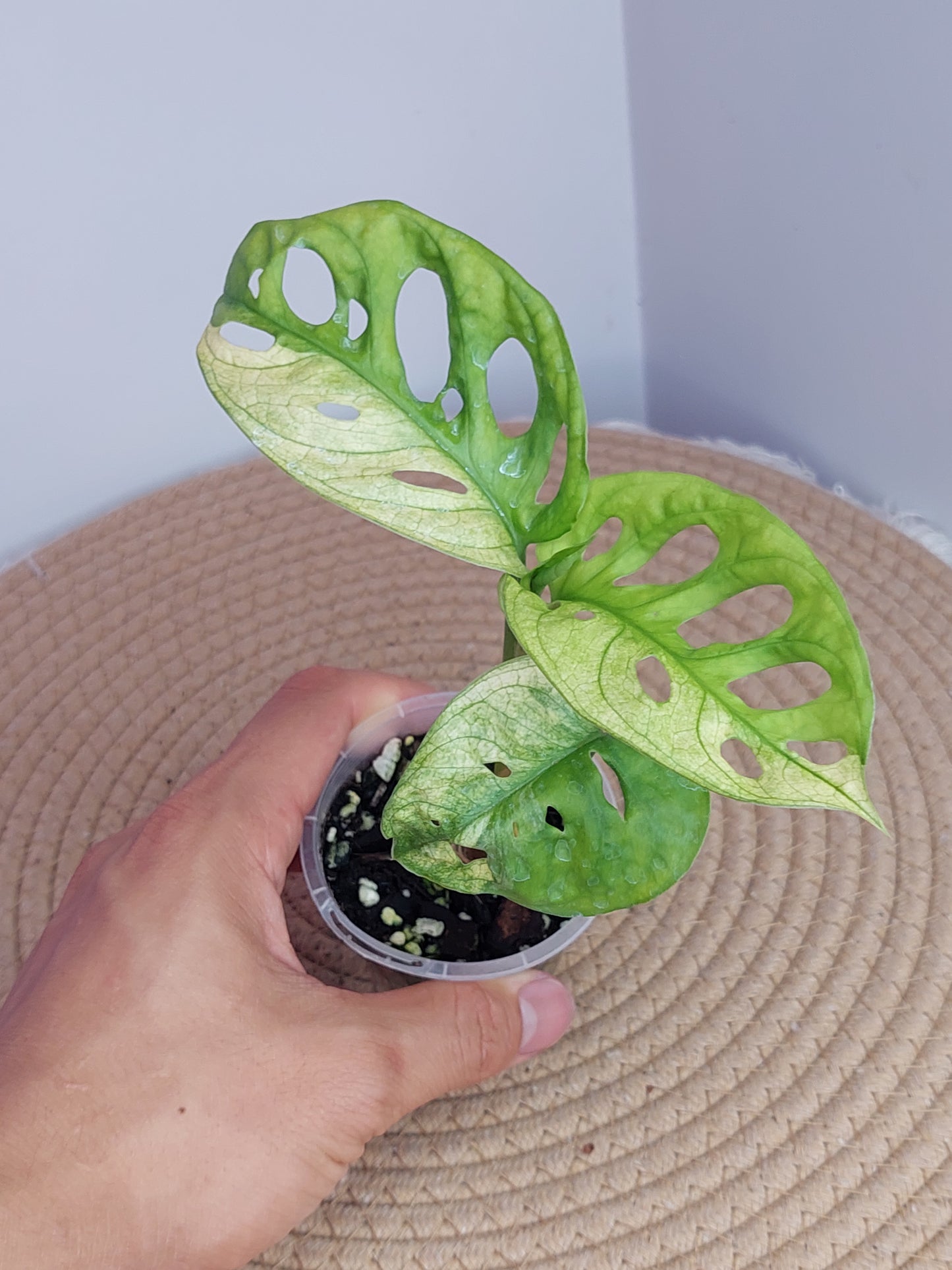 Monstera Monkey Mask Variegated #2