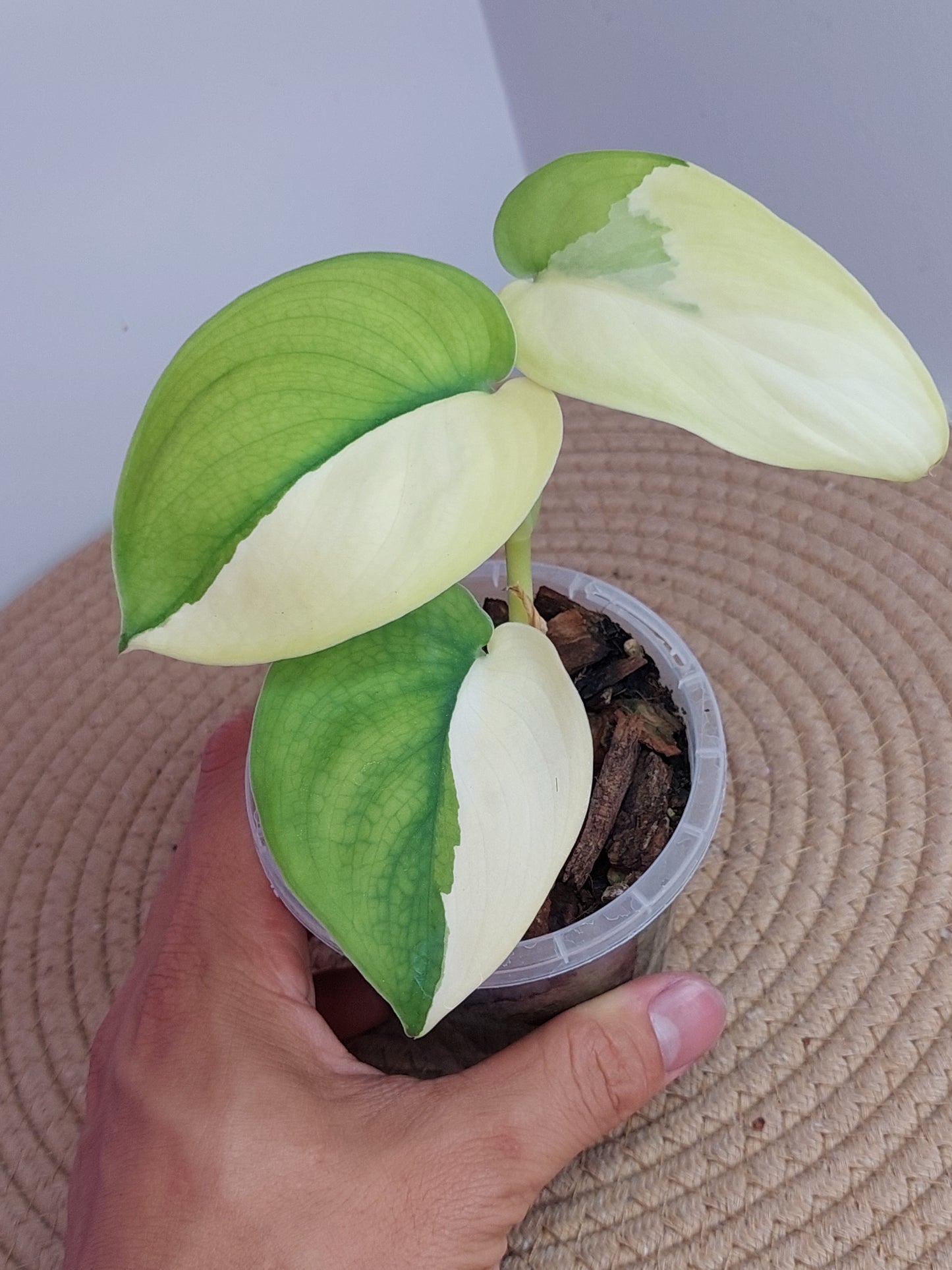 Scindapsus Jade Satin Variegated #2