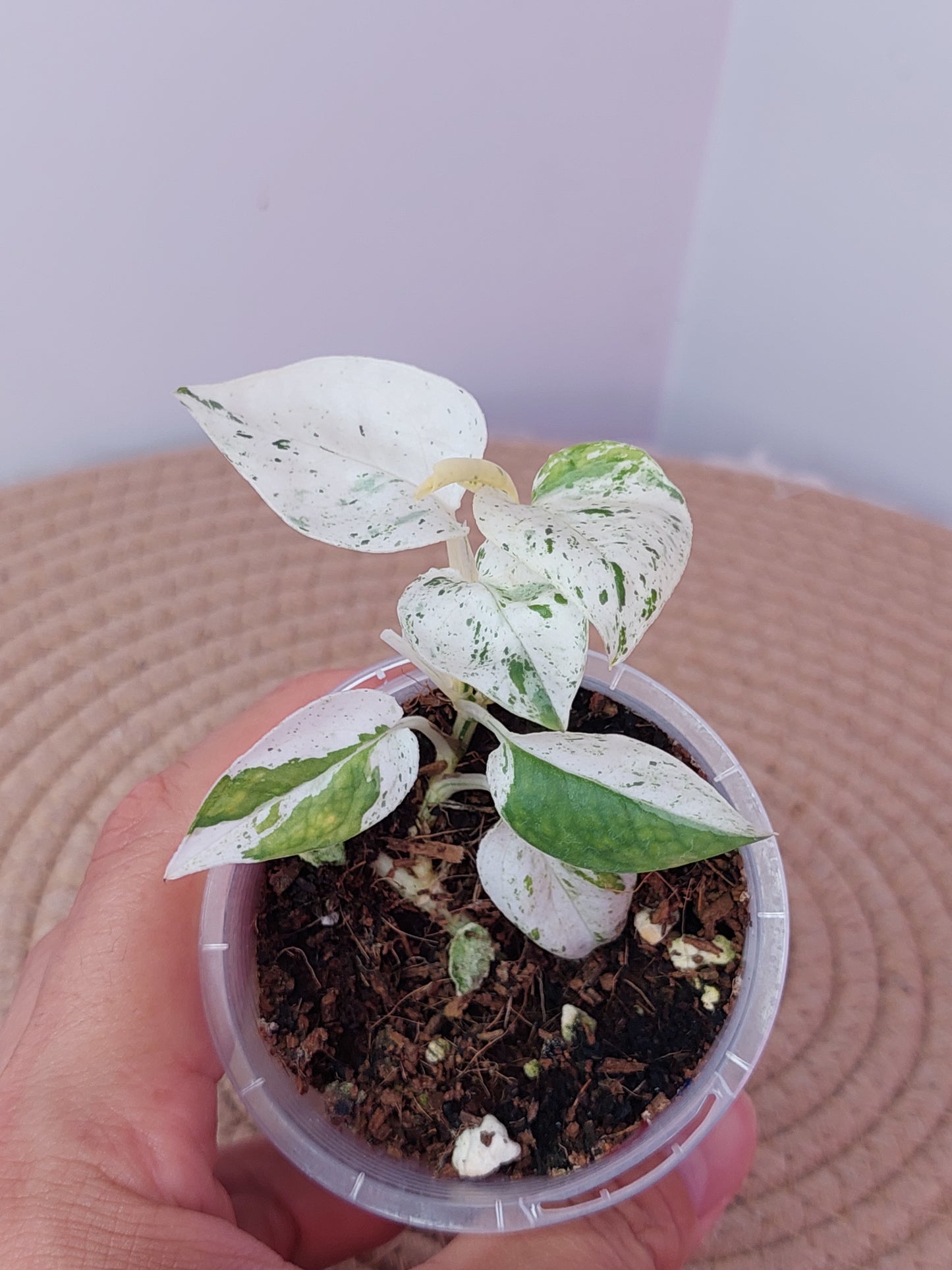 Epipremnum Pinnatum Marble 2
