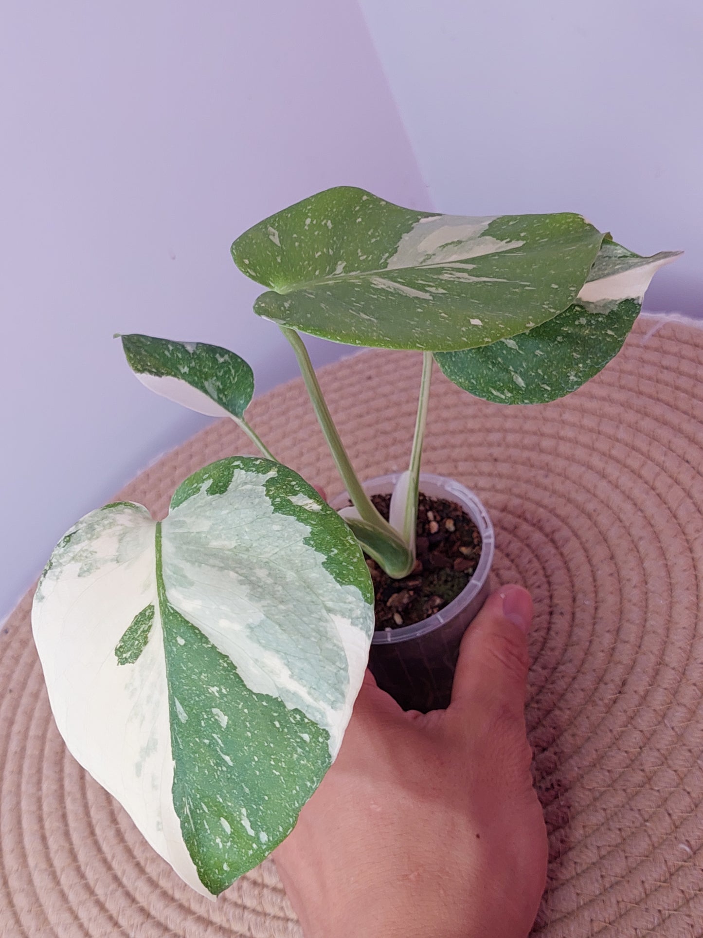 Monstera Thai Constellation 1