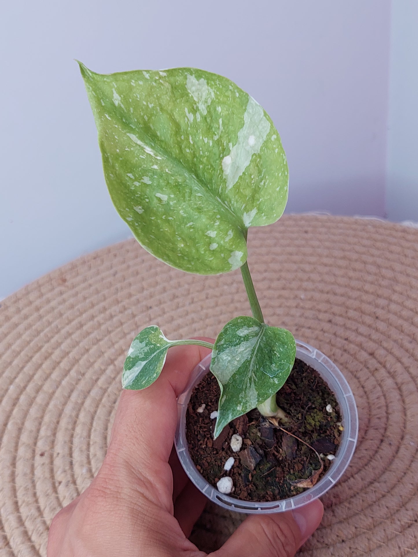 Monstera Thai Constellation 2