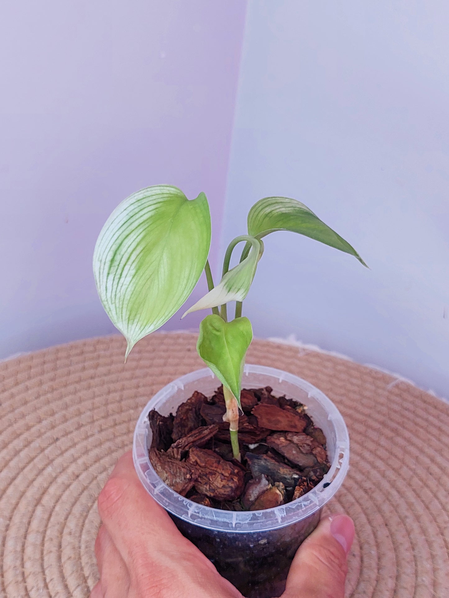Scindapsus White Monster 1