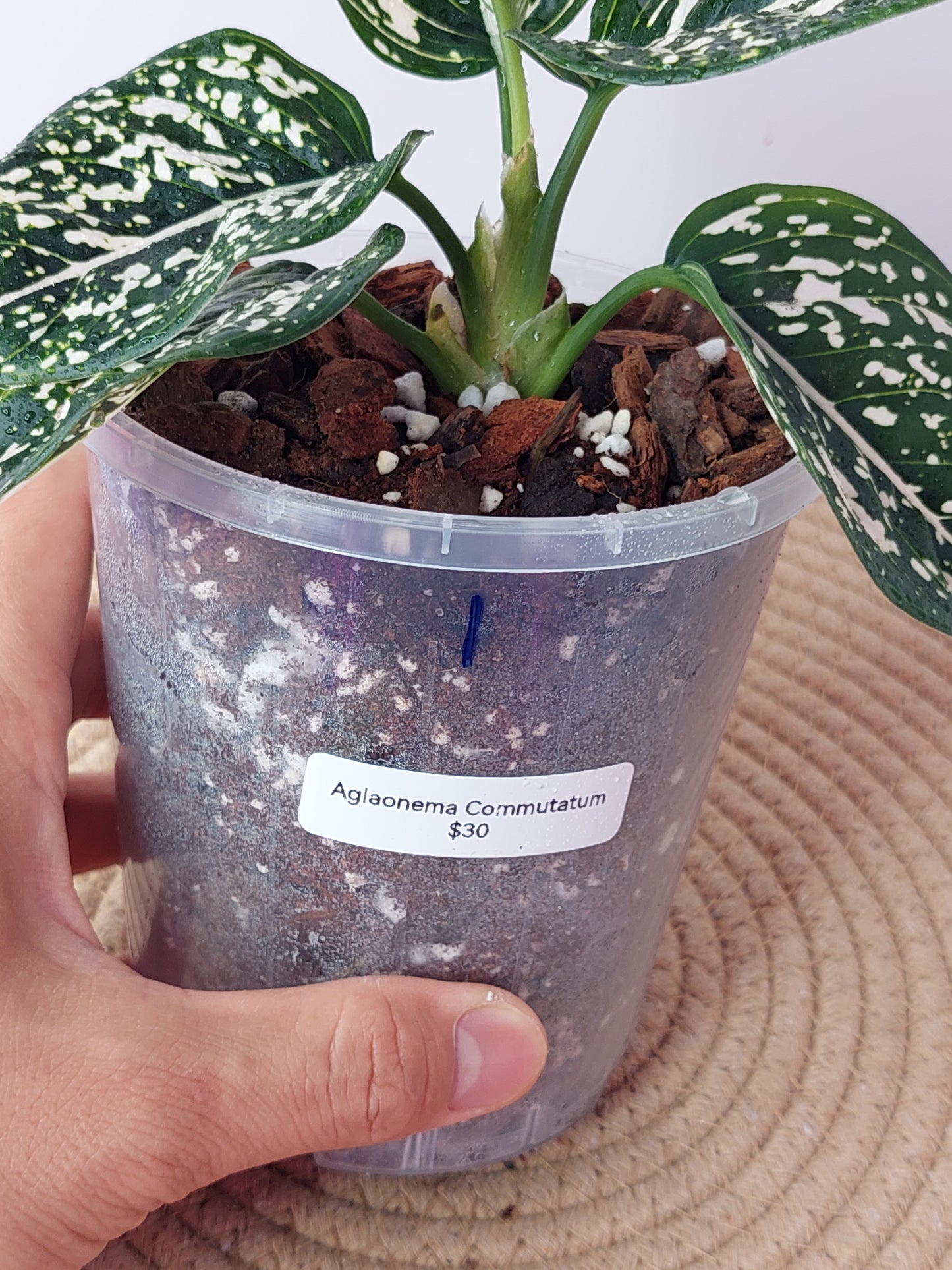 Aglaonema Commutatum 1