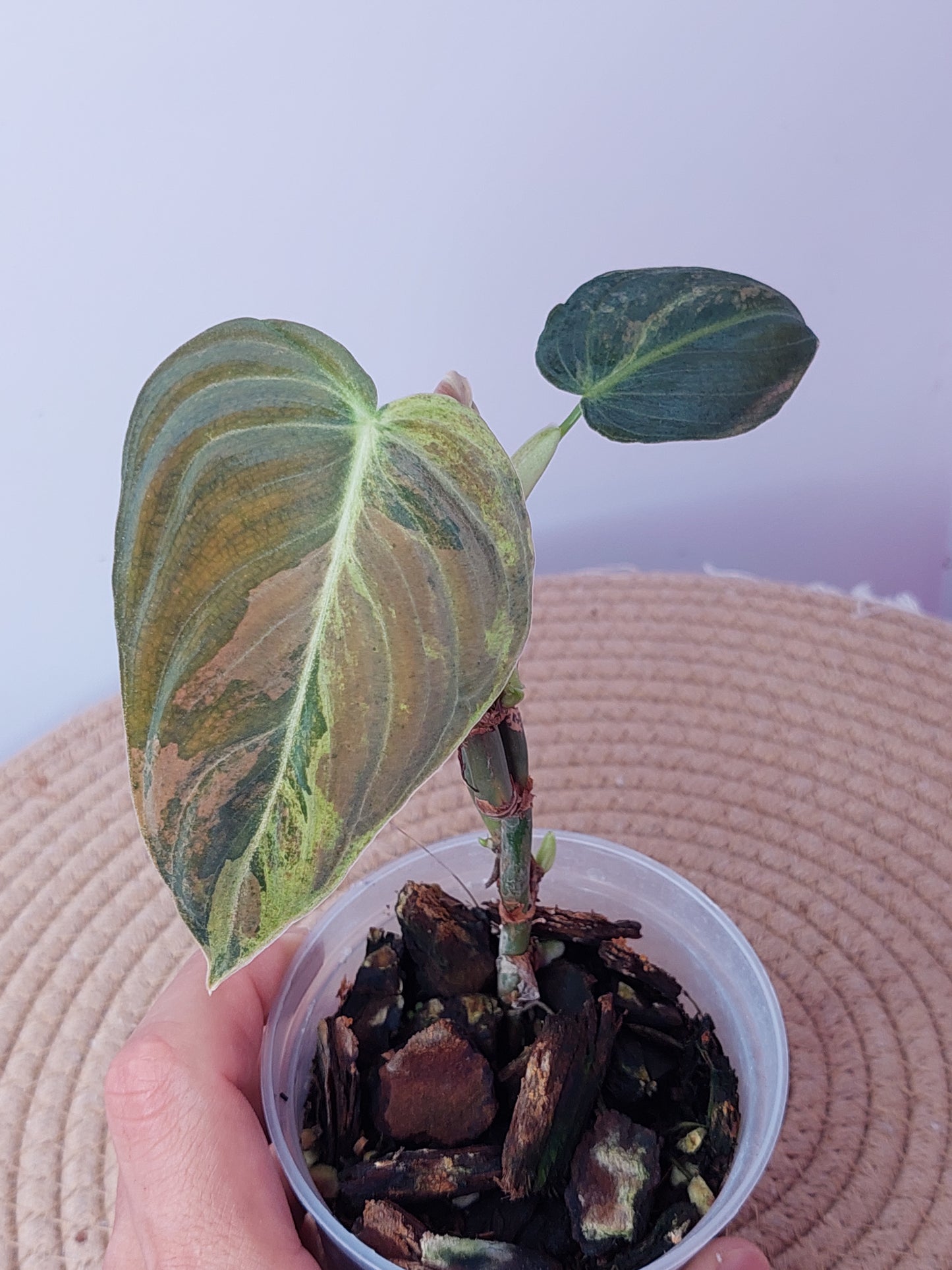 Philodendron Melanochrysum Variegated 1