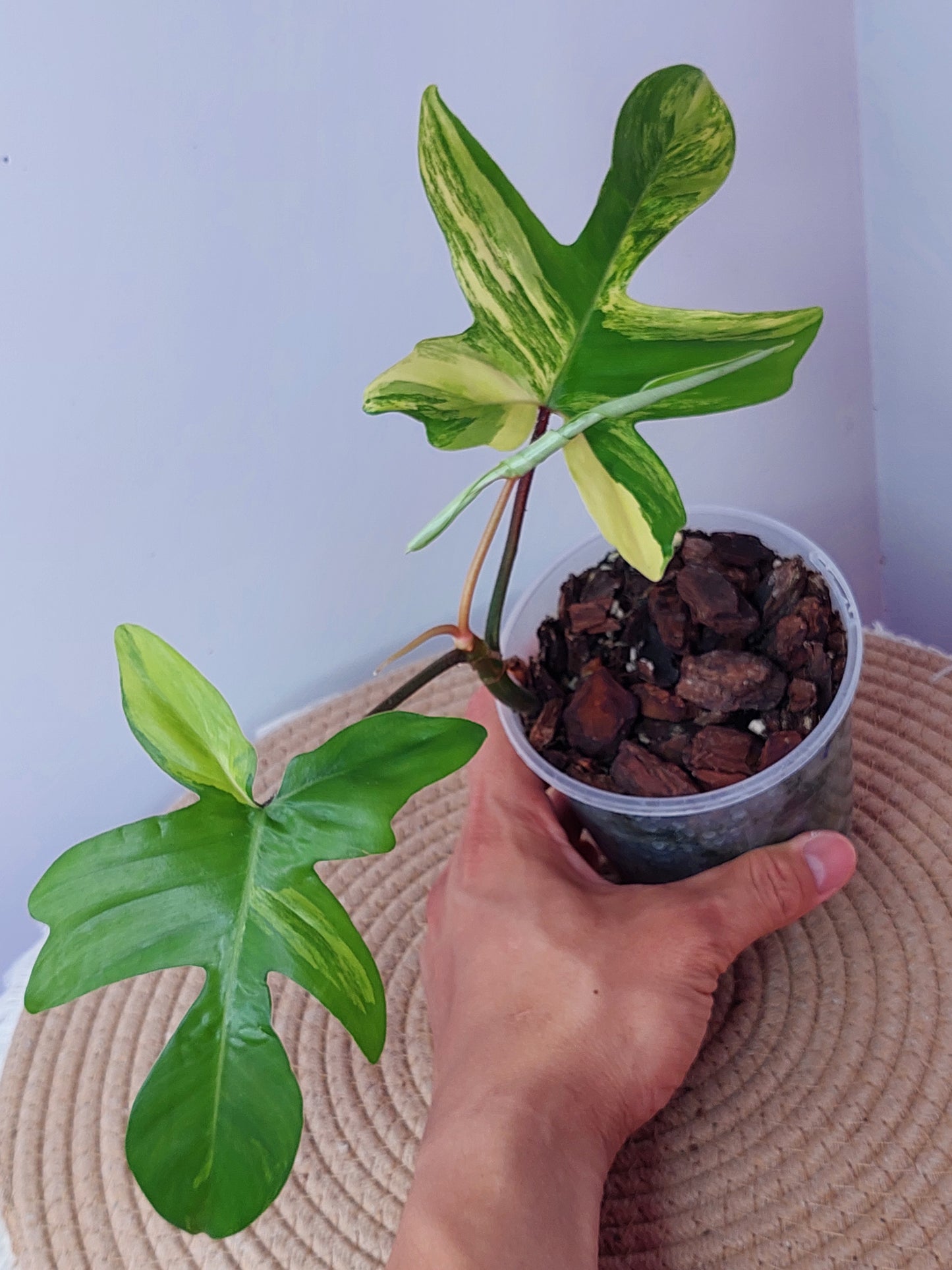Philodendron Florida Beauty variegated 1