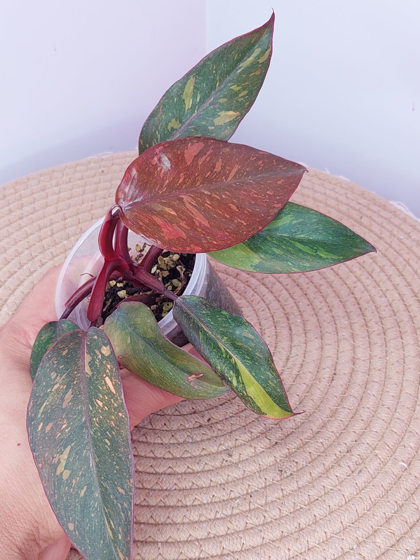 Philodendron Orange Princess Variegated 1