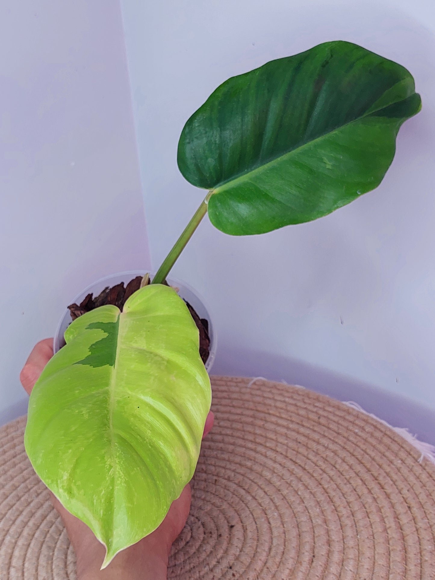 Philodendron Jungle Fever Variegated 1