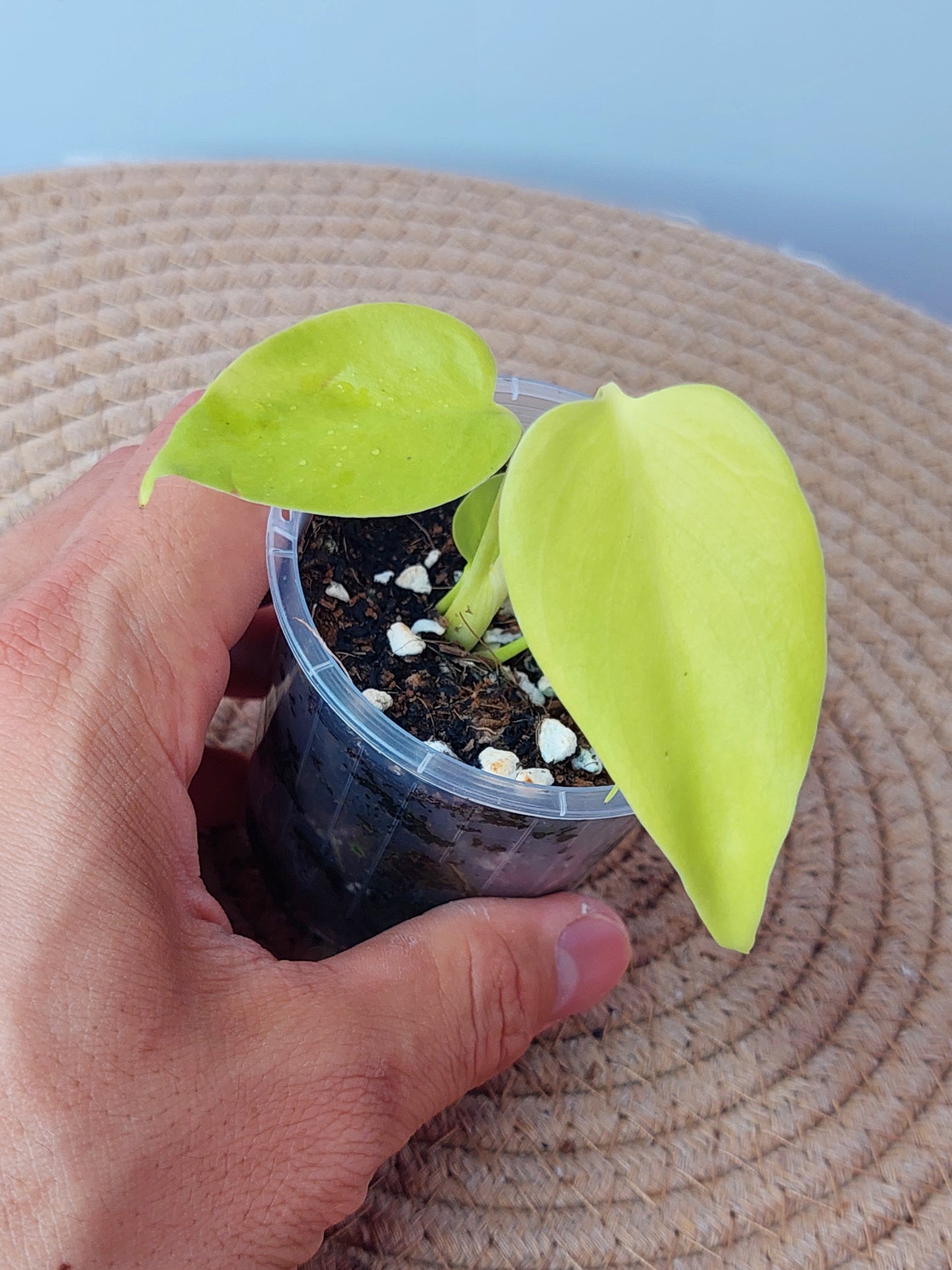 Monstera Lemon Lime 1