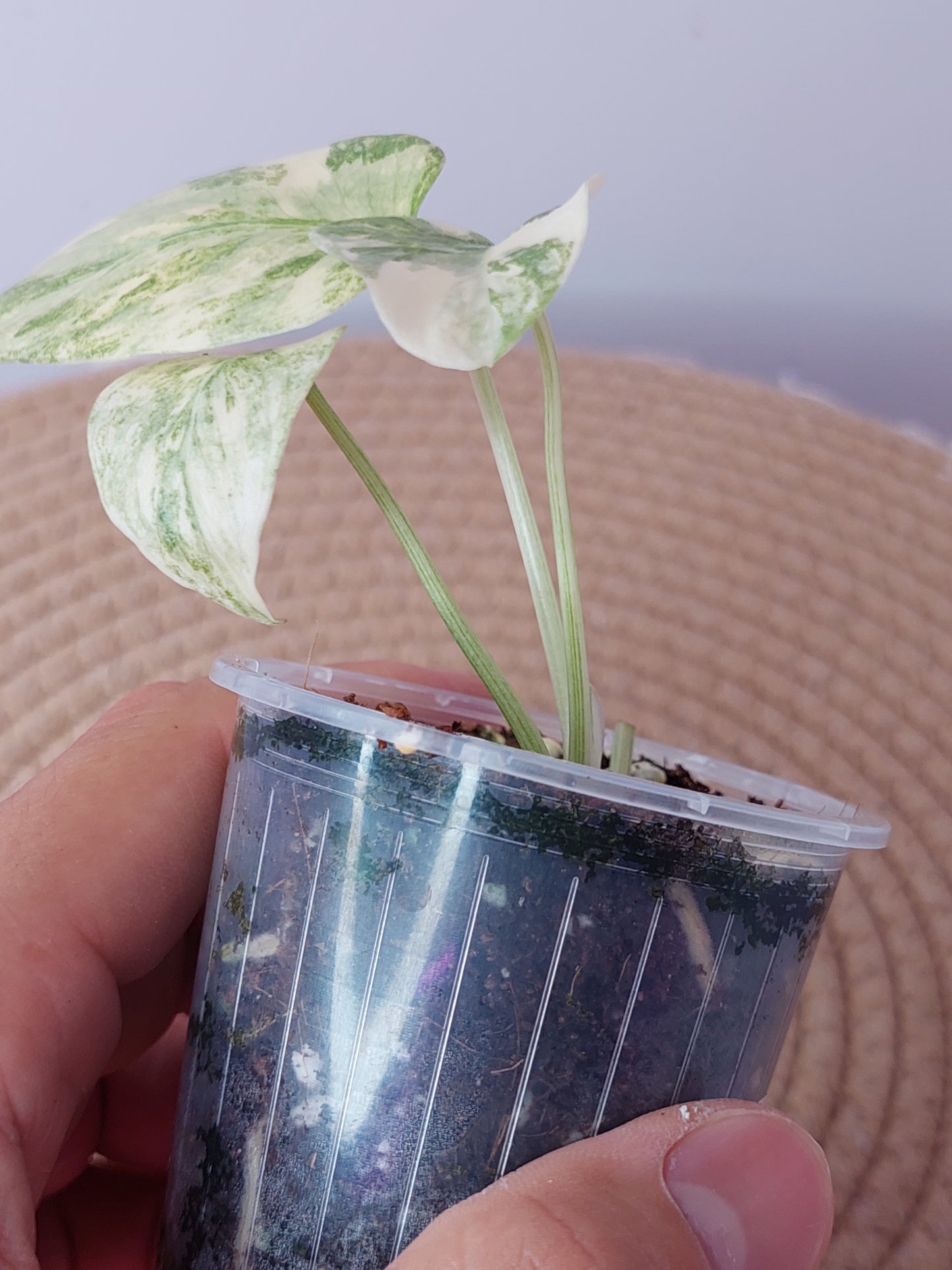 Monstera Legacy 1