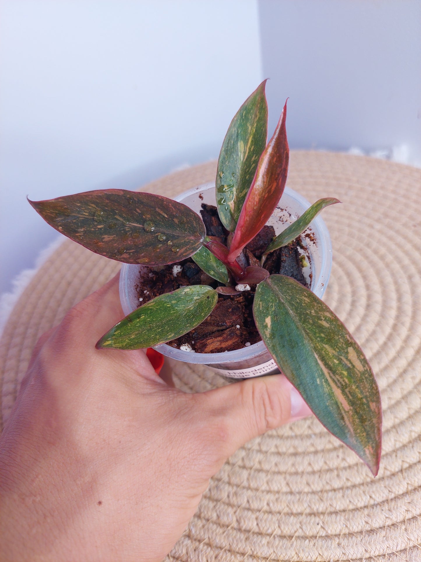 Philodendron Orange Princess Variegated - 1