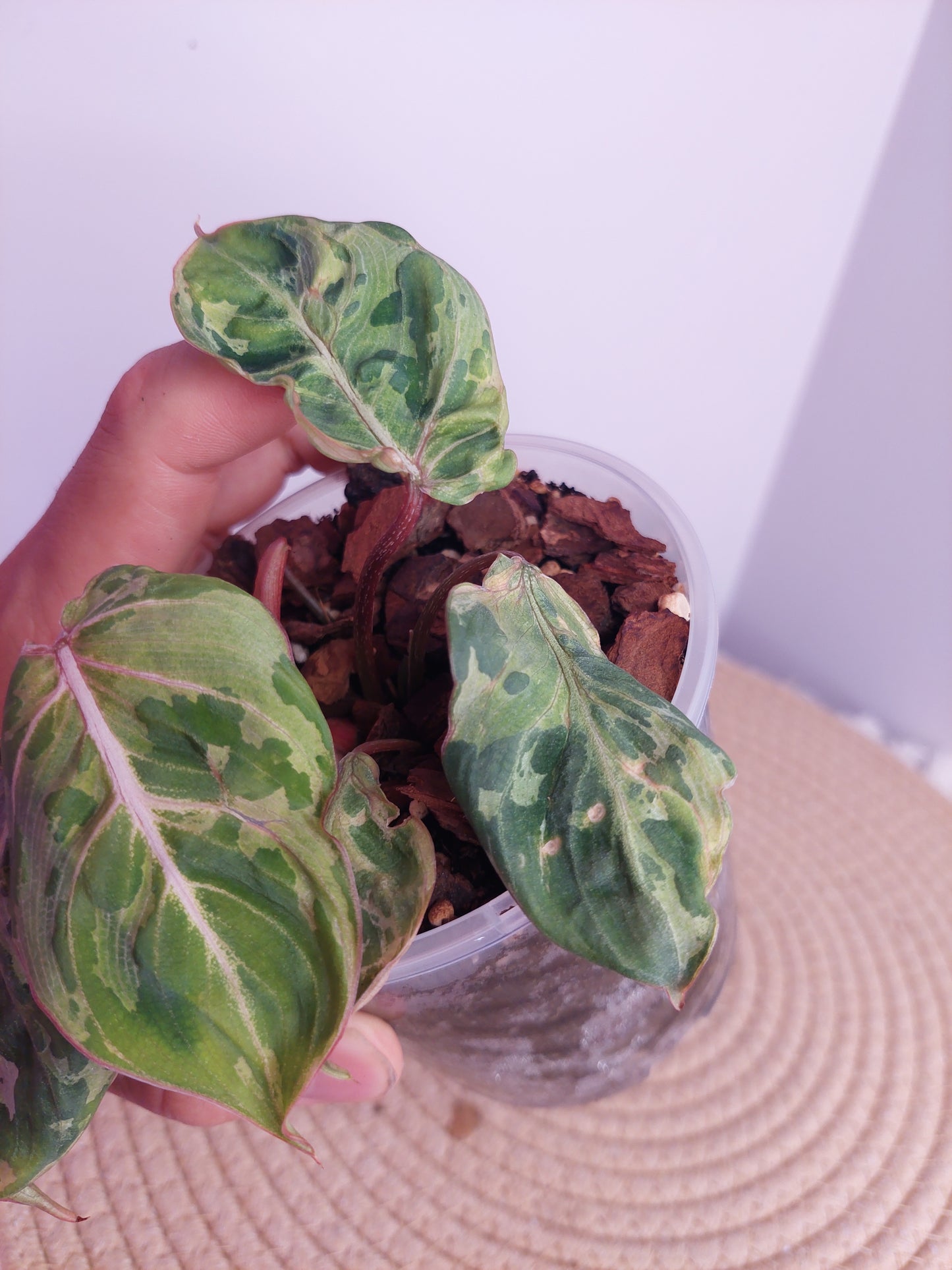 Philodendron Gloriosum Snow Leopard Variegated - 1