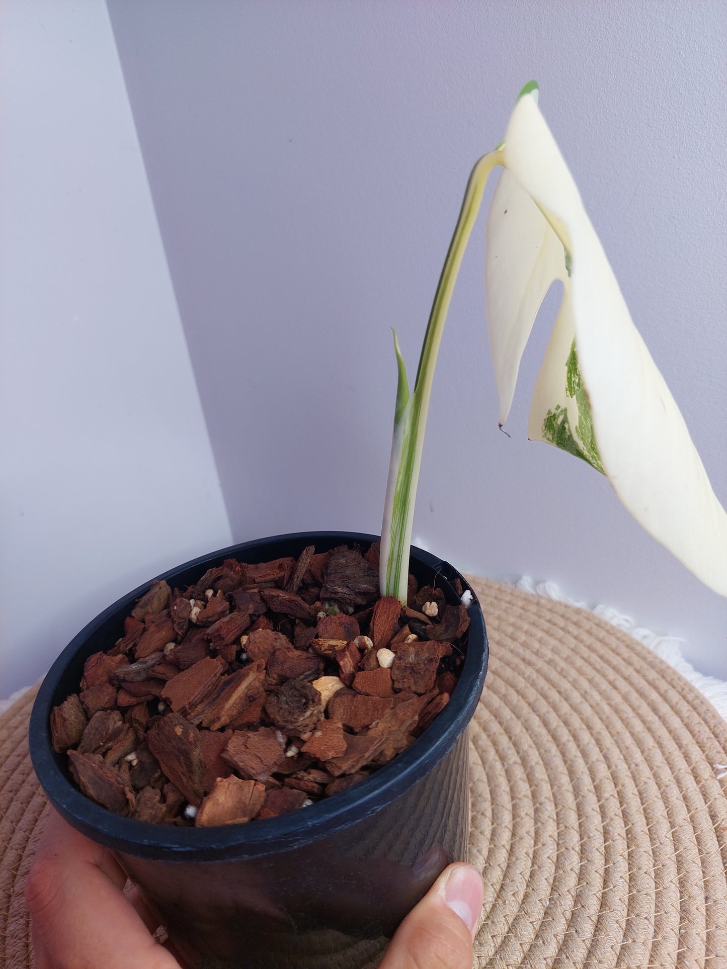 Monstera Borsigiana Albo Variegated 2
